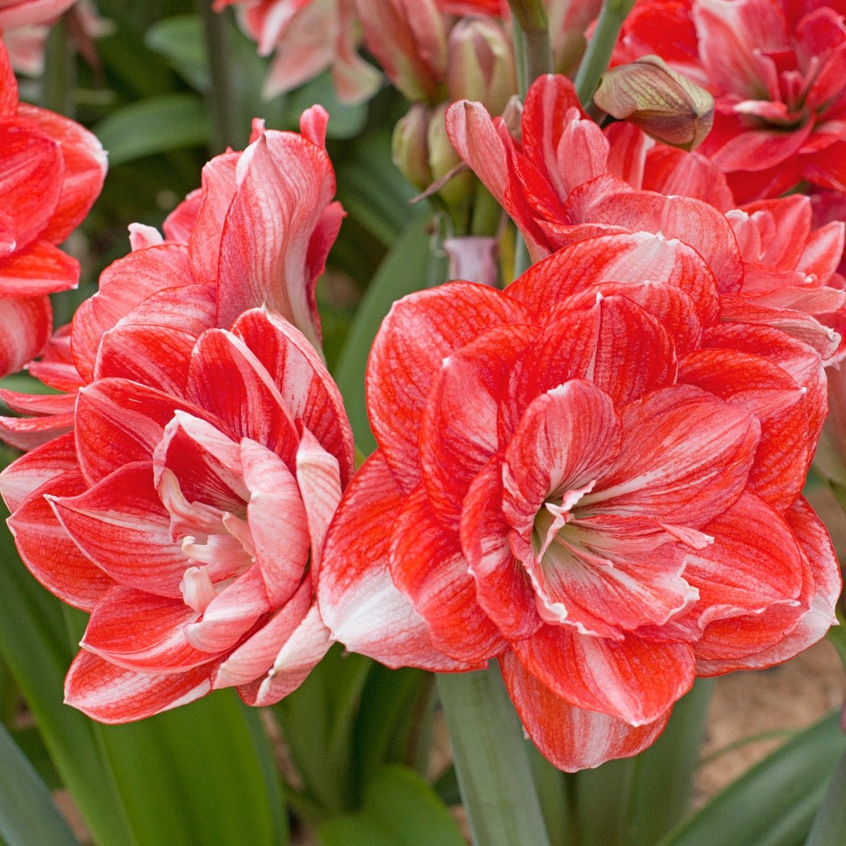 Amaryllis Double Shine - roze amaryllis - Fluwel