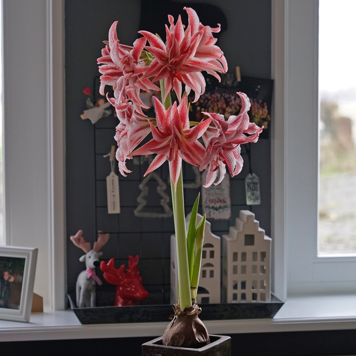 Amaryllis Doublet - meerkleurige amaryllis - Fluwel