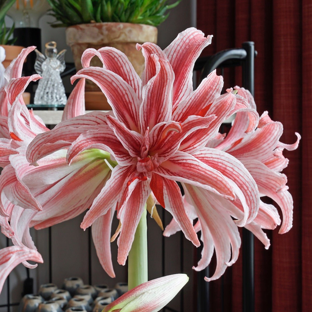 Amaryllis Doublet - meerkleurige amaryllis - Fluwel
