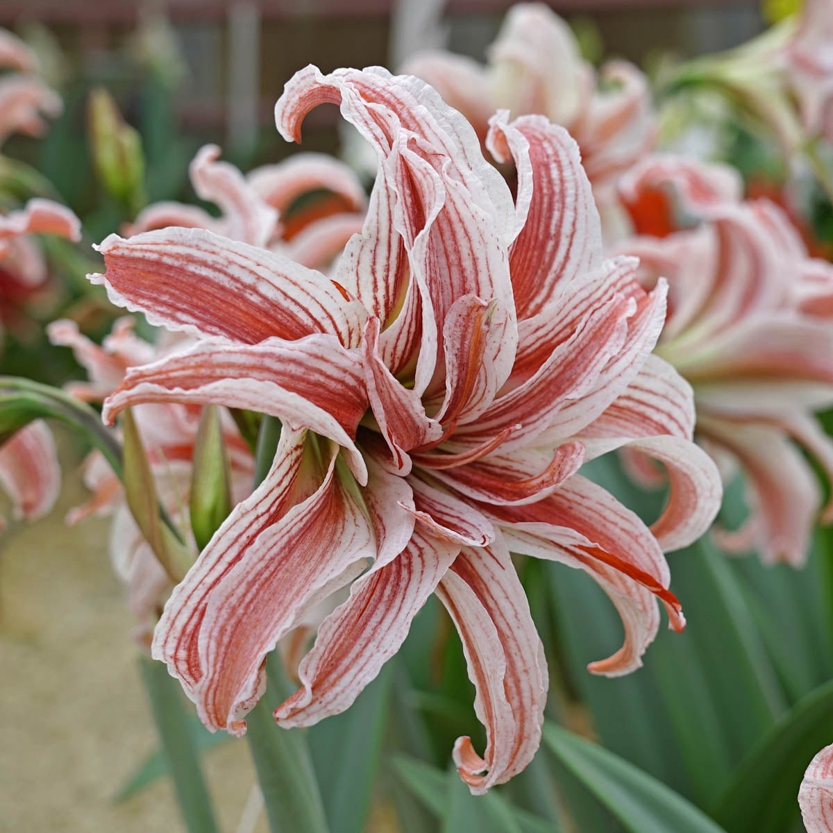 Amaryllis Doublet - meerkleurige amaryllis - Fluwel