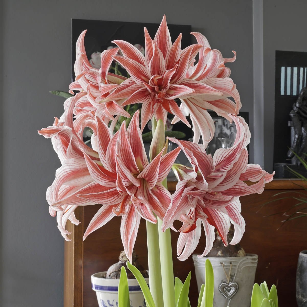 Amaryllis Doublet - meerkleurige amaryllis - Fluwel