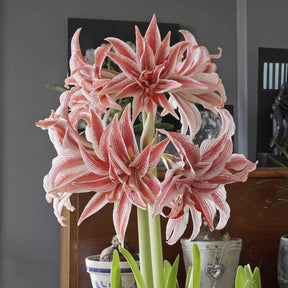 Amaryllis Doublet - Amaryllis - Fluwel