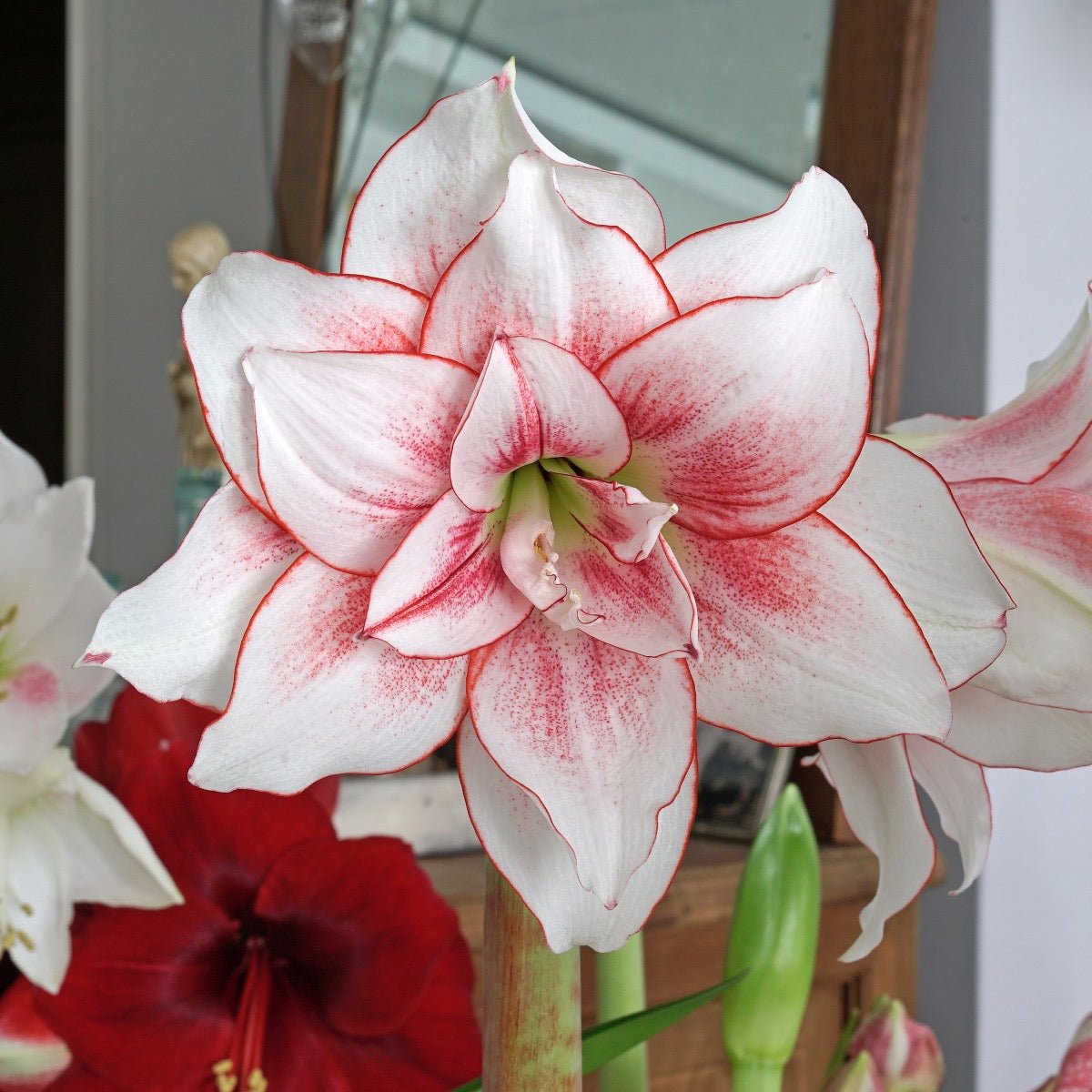 Amaryllis Elvas - meerkleurige amaryllis - Fluwel