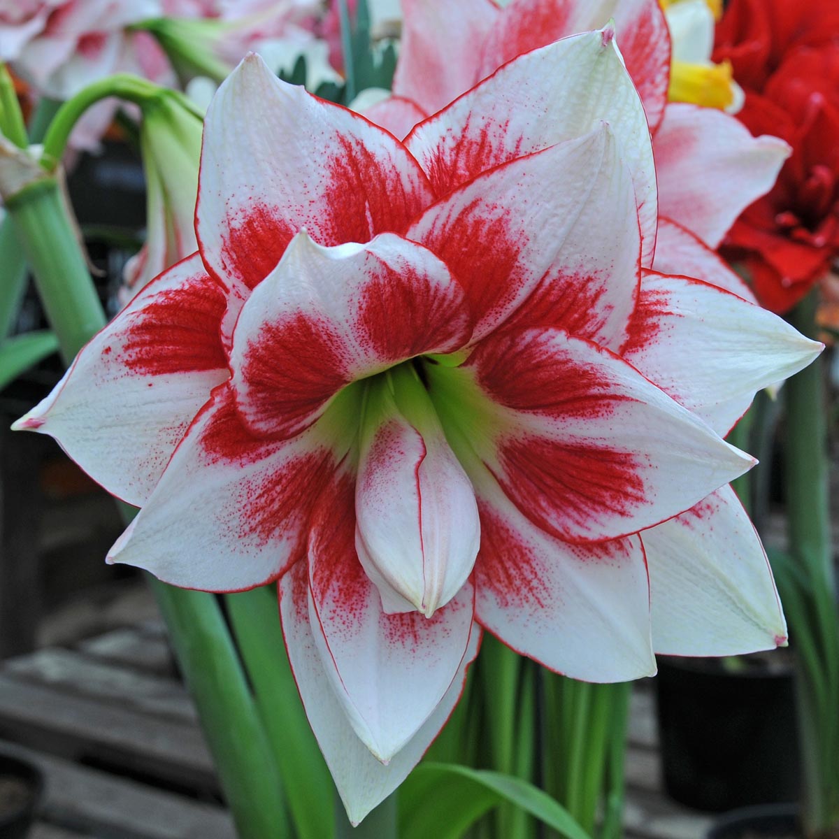 Amaryllis Elvas - meerkleurige amaryllis - Fluwel