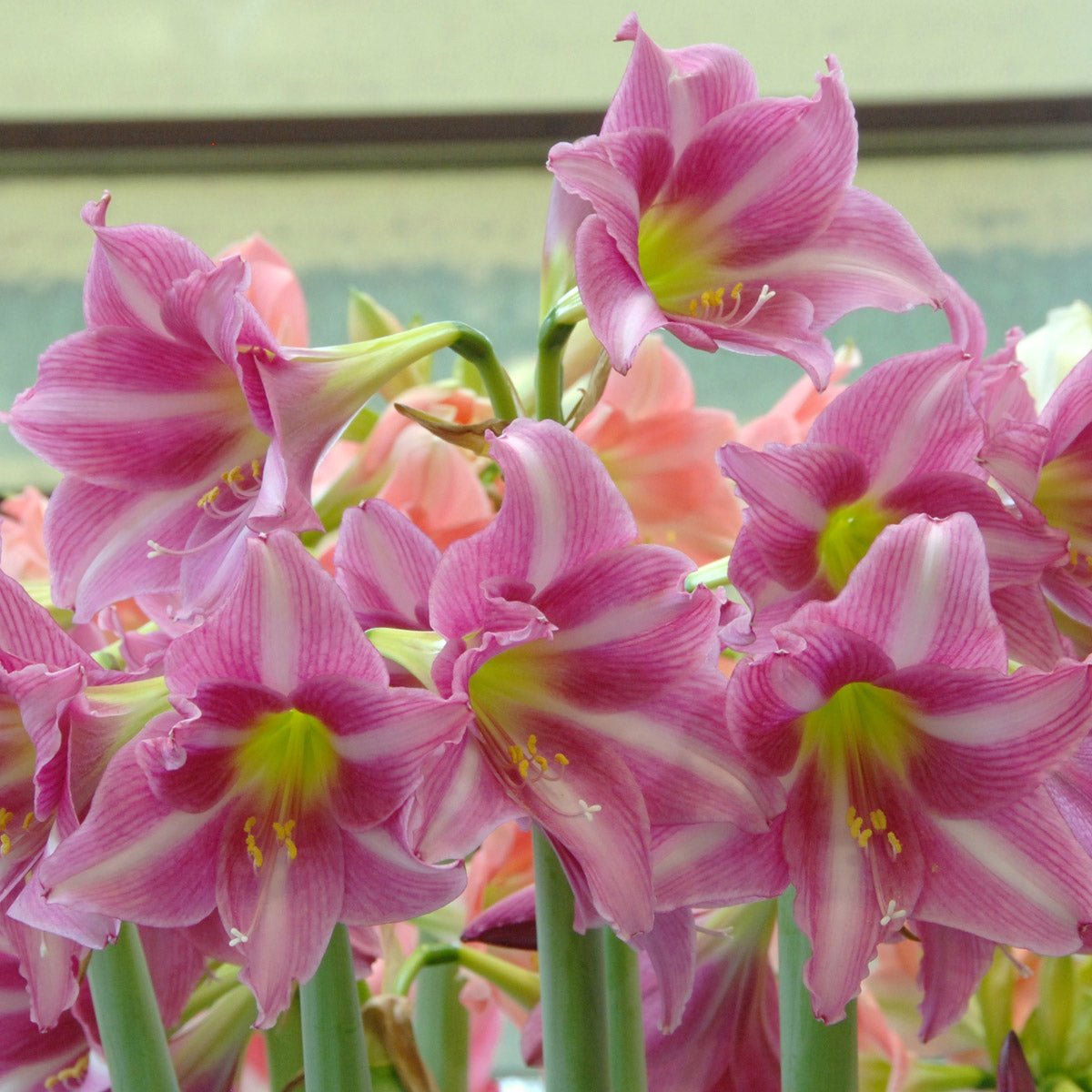 Amaryllis Estella - Amaryllis - Fluwel