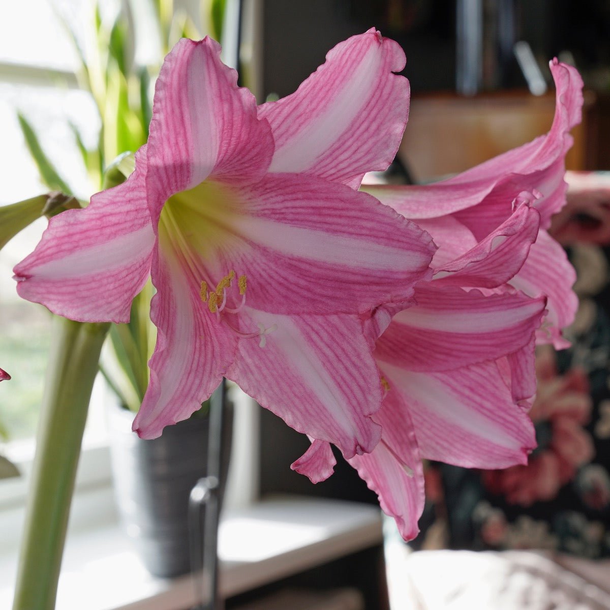Amaryllis Estella - roze amaryllis - Fluwel