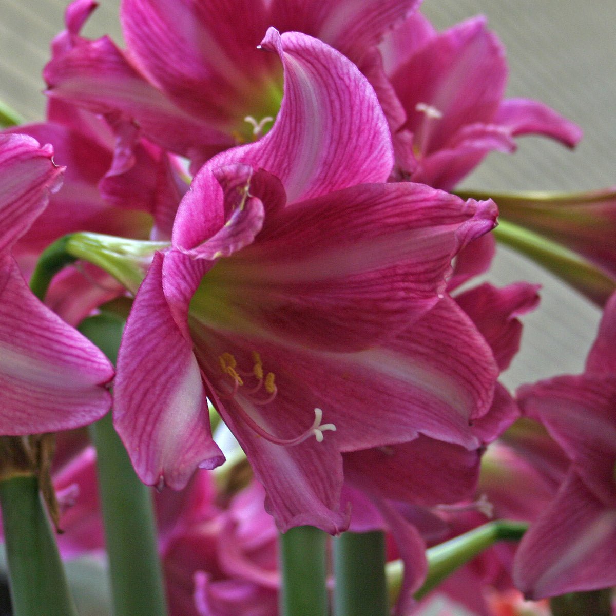 Amaryllis Estella - roze amaryllis - Fluwel