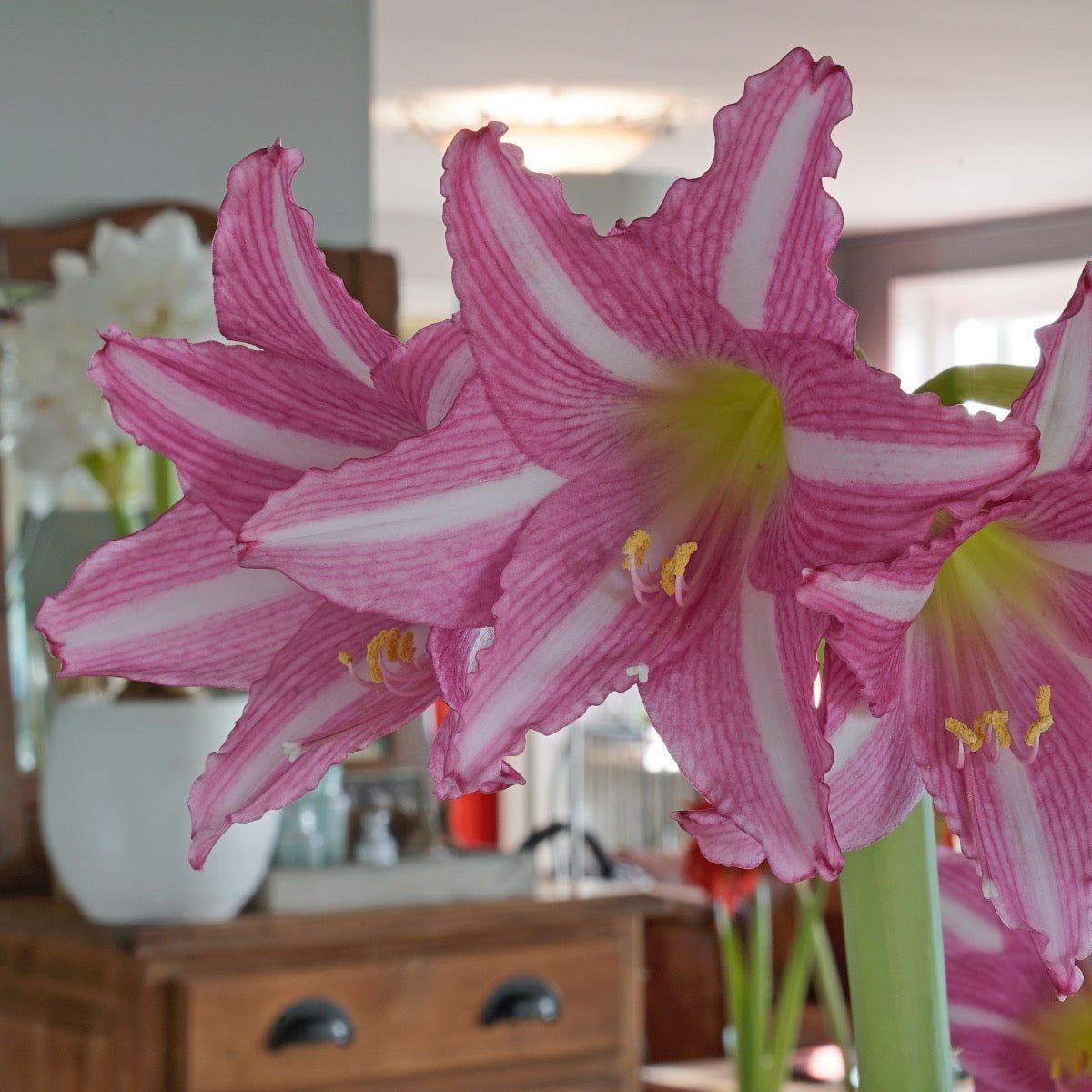 Amaryllis Estella - roze amaryllis - Fluwel