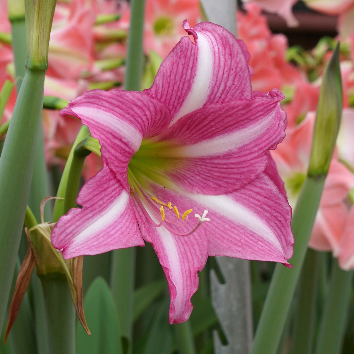 Amaryllis Estella - roze amaryllis - Fluwel