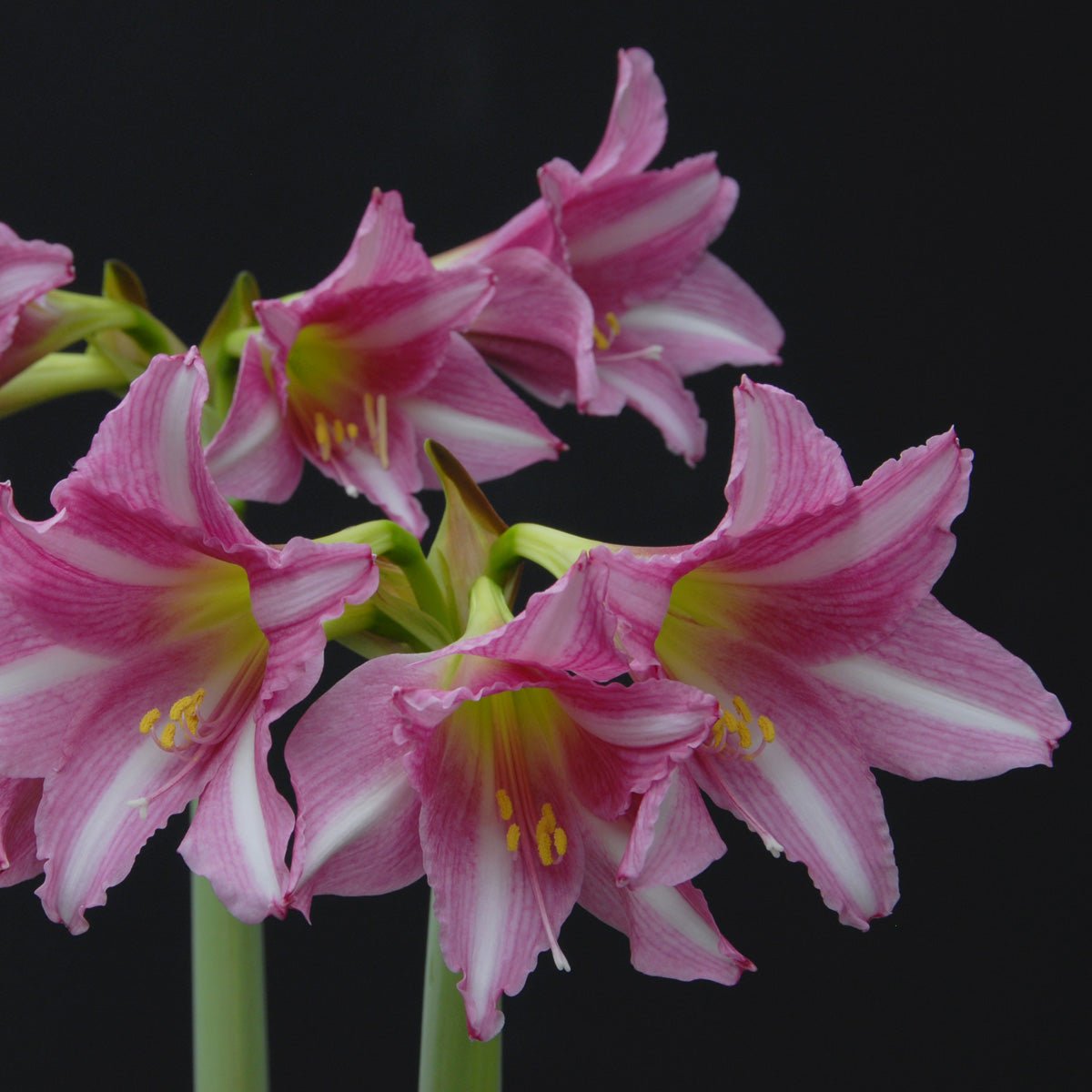 Amaryllis Estella - roze amaryllis - Fluwel