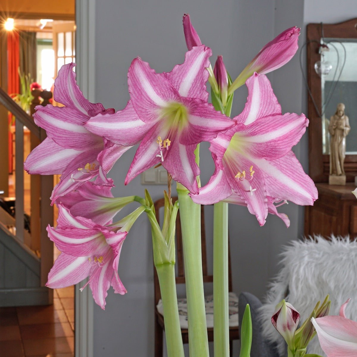Amaryllis Estella - roze amaryllis - Fluwel