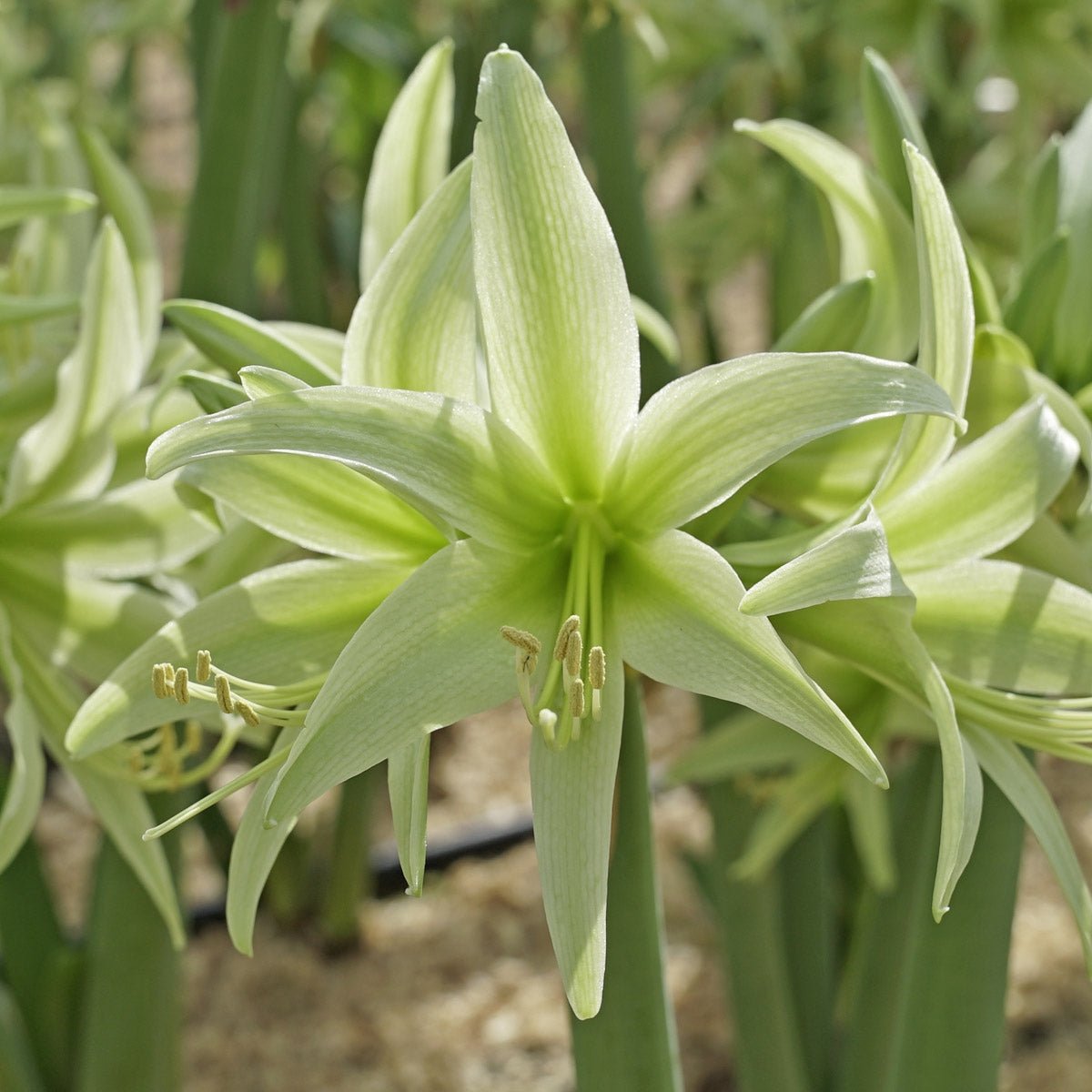 Amaryllis Evergreen - groene amaryllis - Fluwel