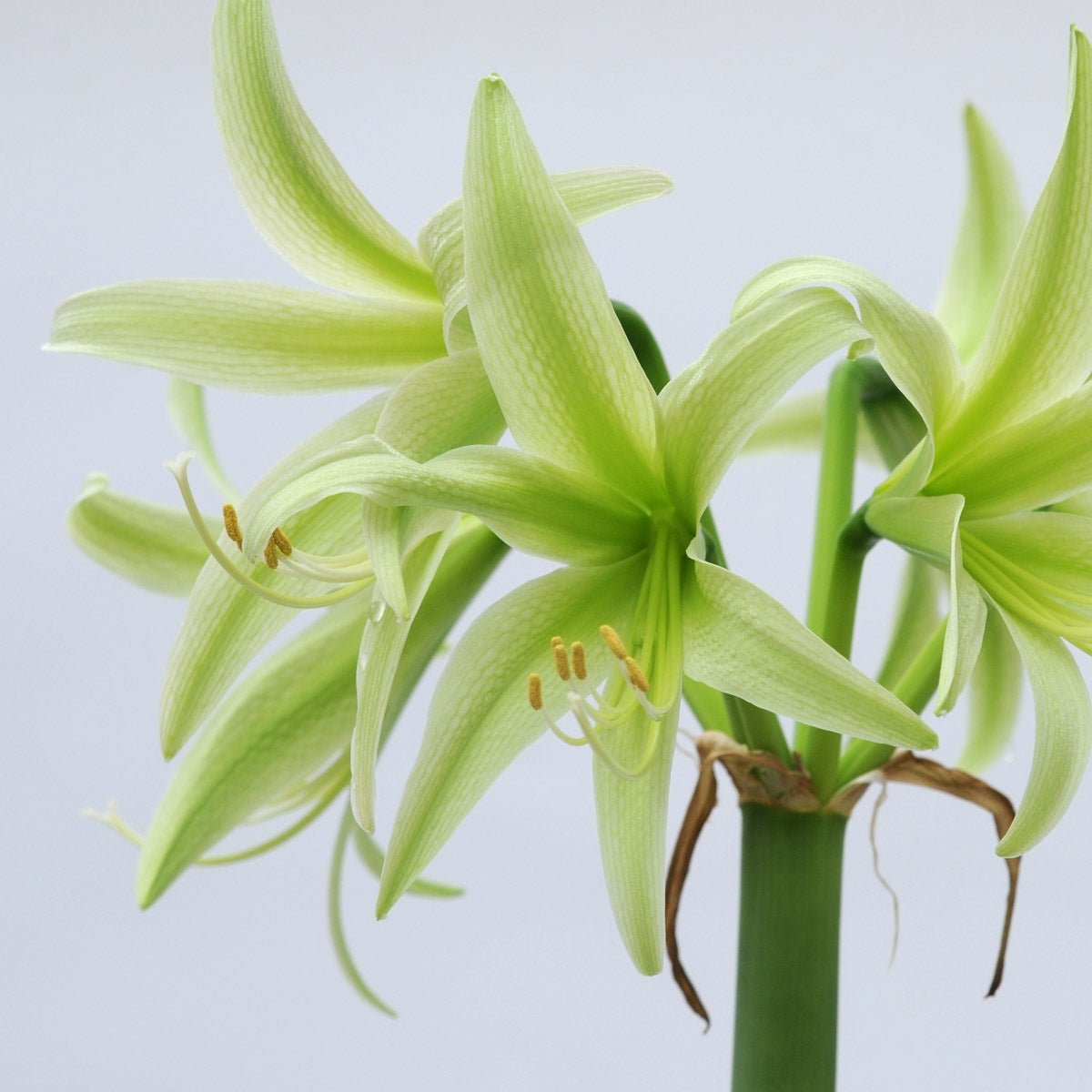 Amaryllis Evergreen - groene amaryllis - Fluwel