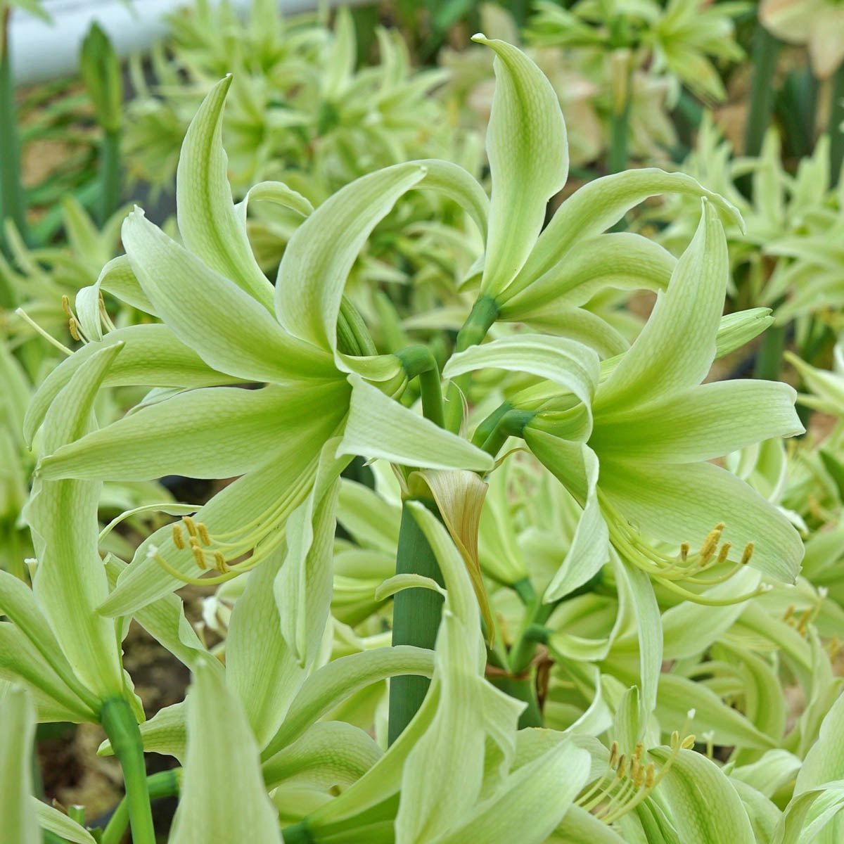 Amaryllis Evergreen - Amaryllis - Fluwel