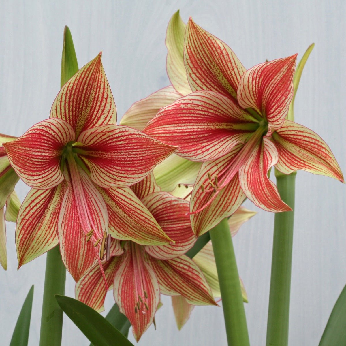 Amaryllis Exotic Star - meerkleurige amaryllis - Fluwel