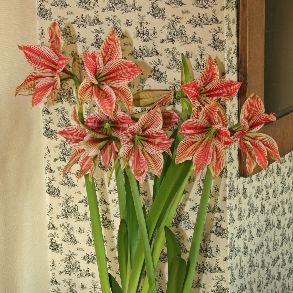 Amaryllis Exotic Star - meerkleurige amaryllis - Fluwel