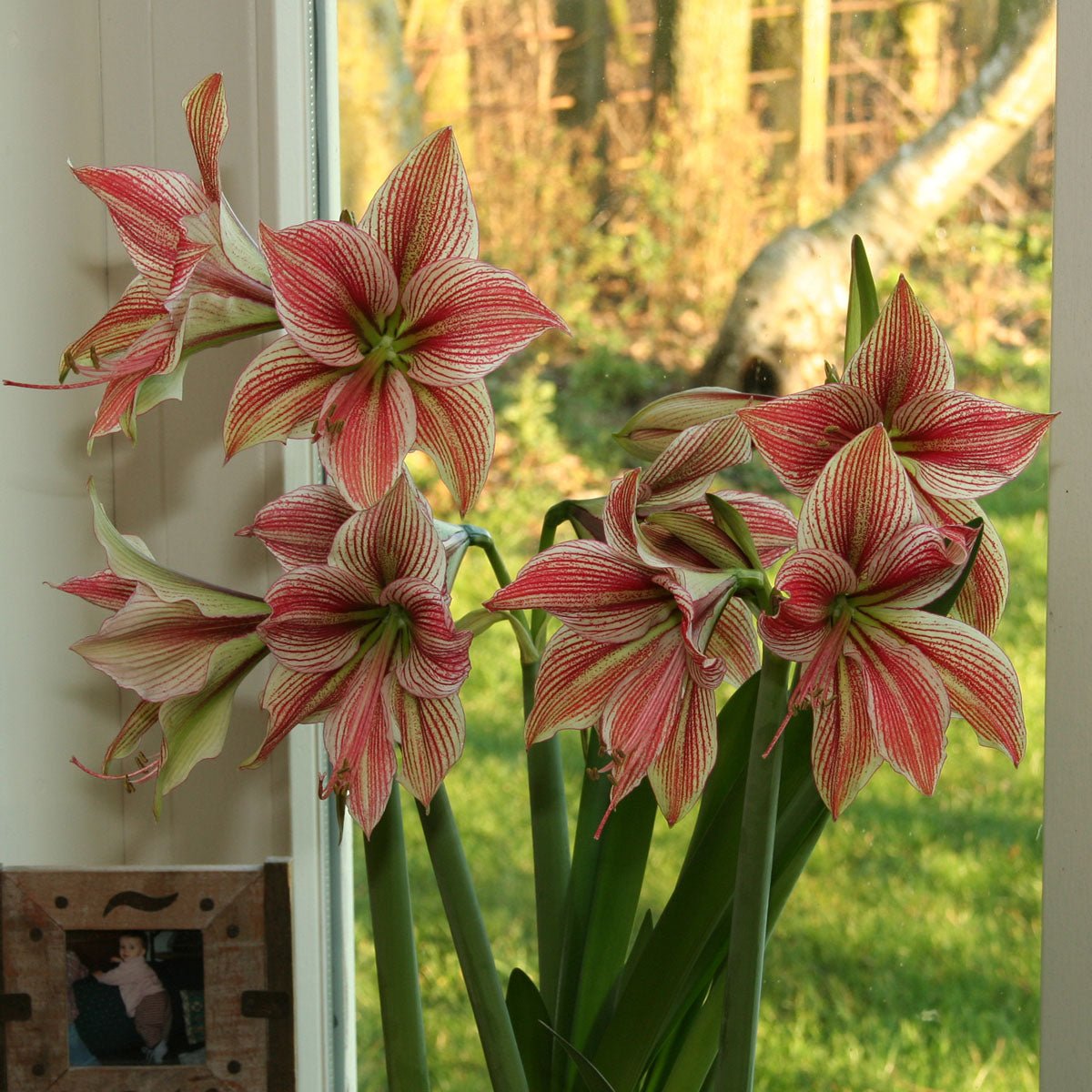 Amaryllis Exotic Star - meerkleurige amaryllis - Fluwel