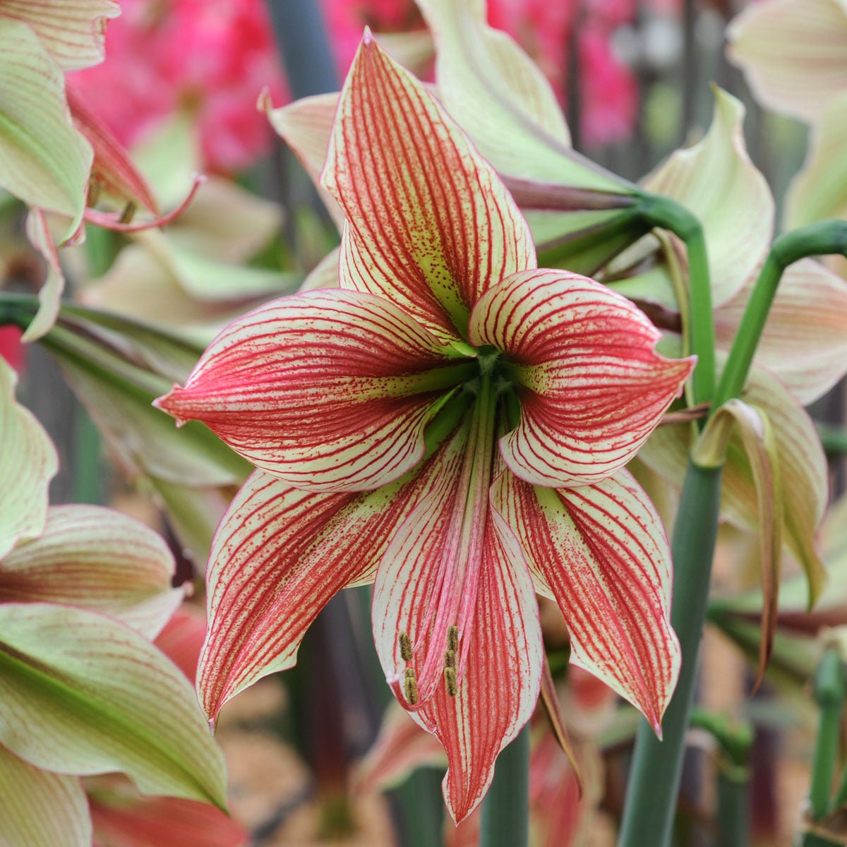 Amaryllis Exotic Star - meerkleurige amaryllis - Fluwel