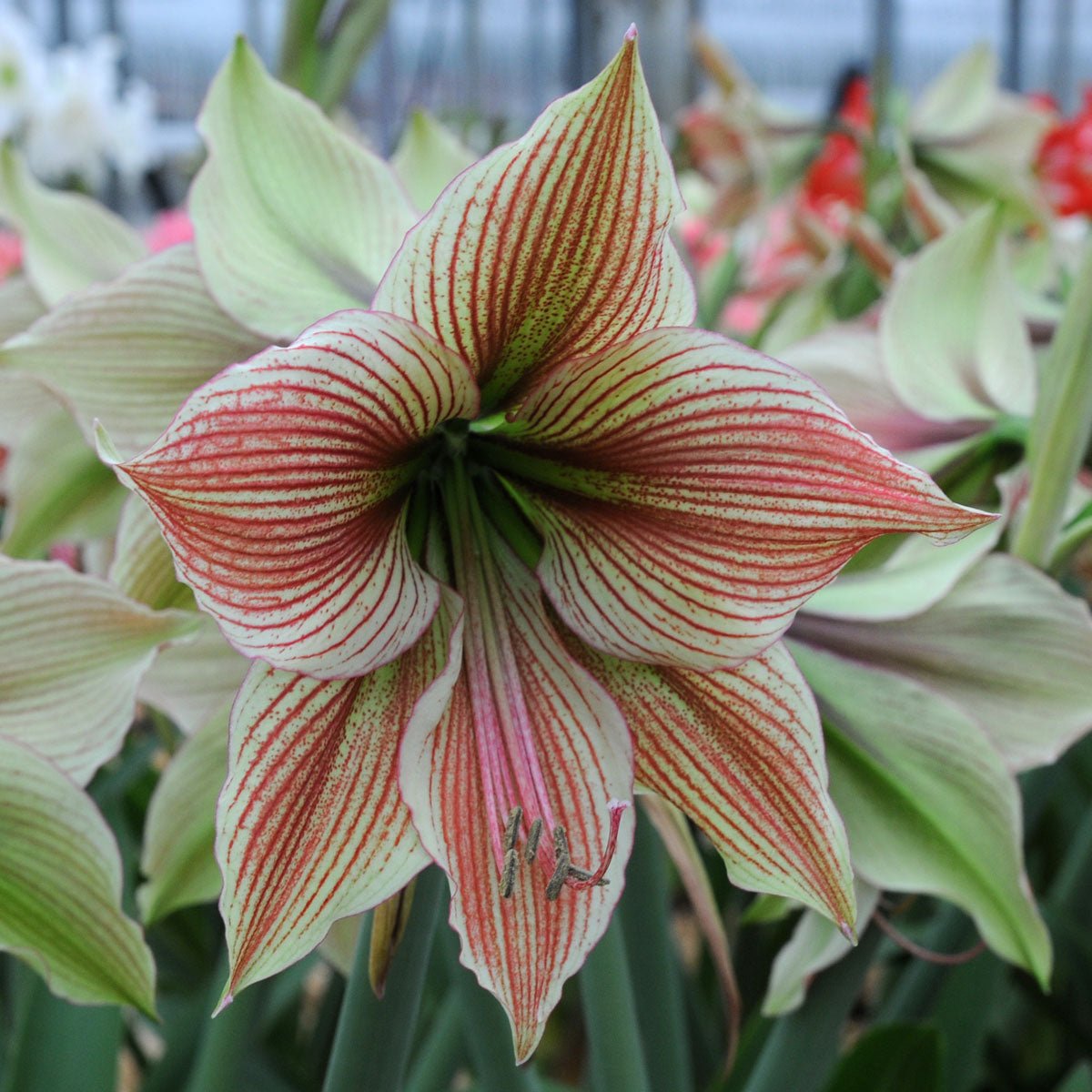 Amaryllis Exotic Star - meerkleurige amaryllis - Fluwel