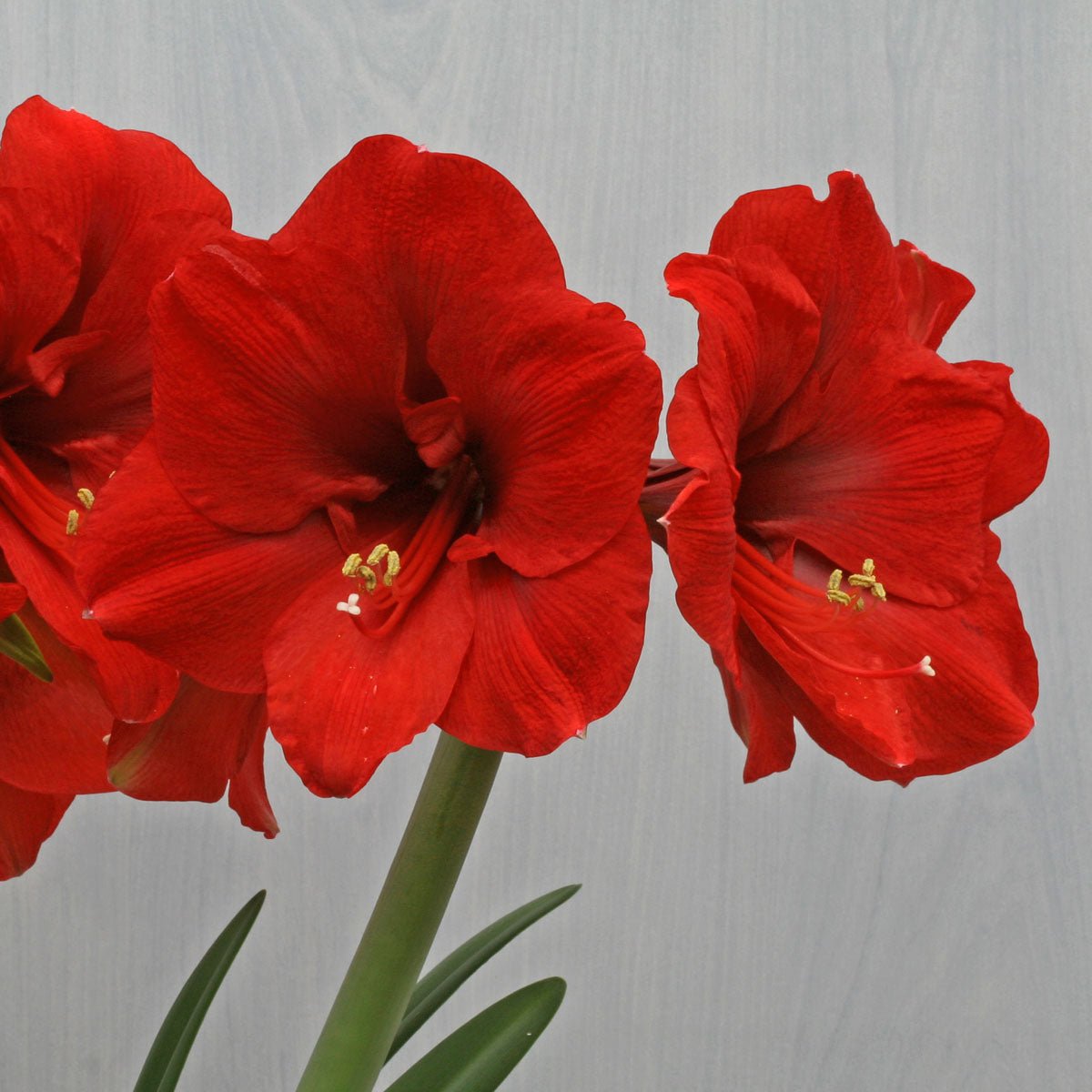 Amaryllis Ferrari - rode amaryllis - Fluwel