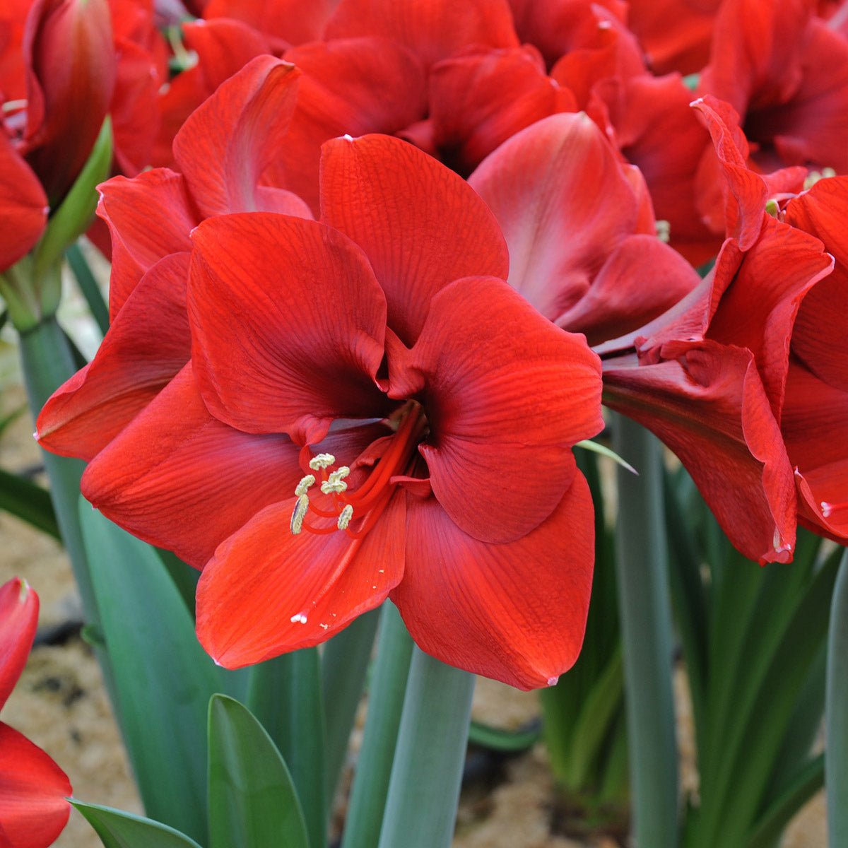 Amaryllis Ferrari - Amaryllis - Fluwel