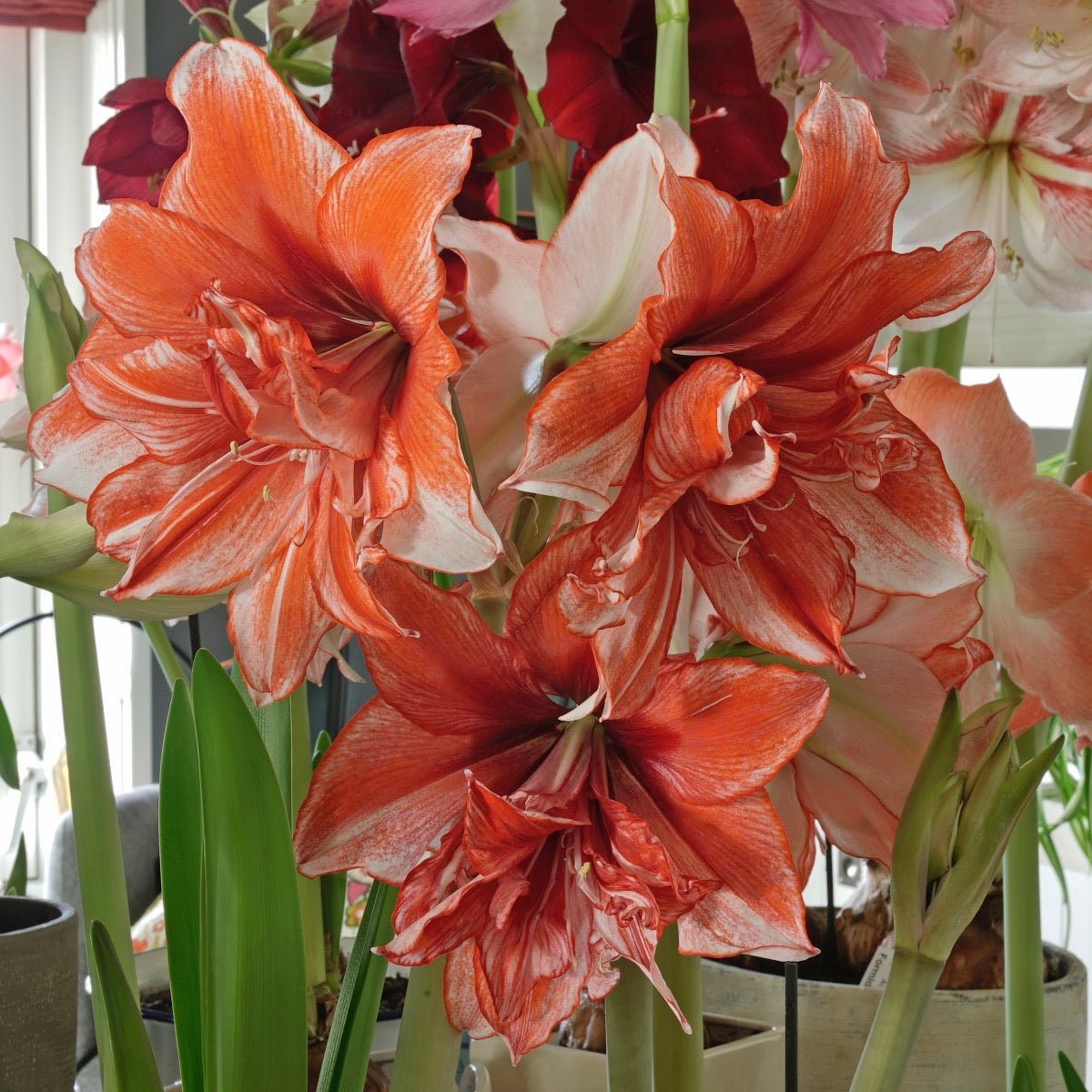 Amaryllis Flamed Amadeus - Amaryllis - Fluwel