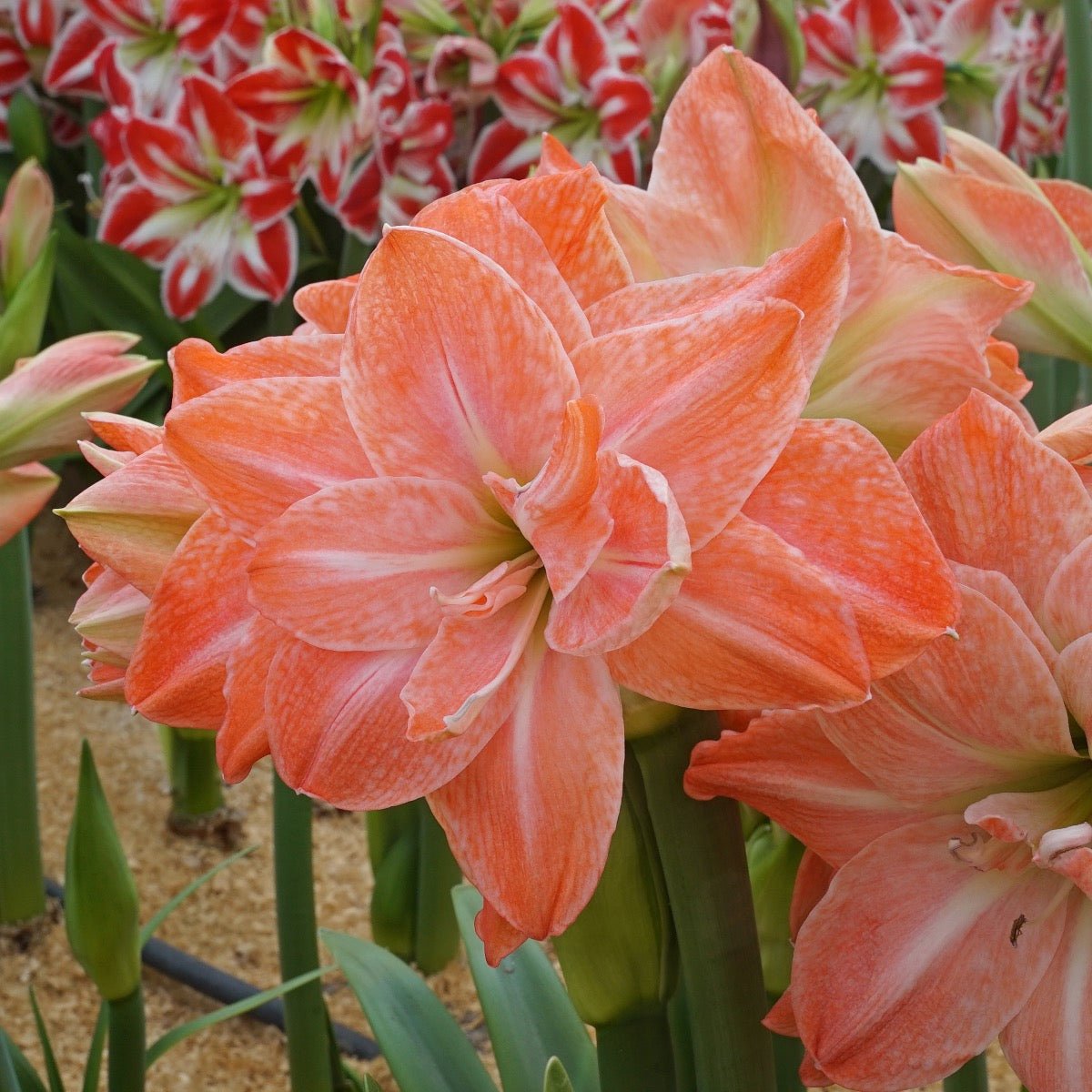 Amaryllis Flamingo Amadeus - roze amaryllis - Fluwel