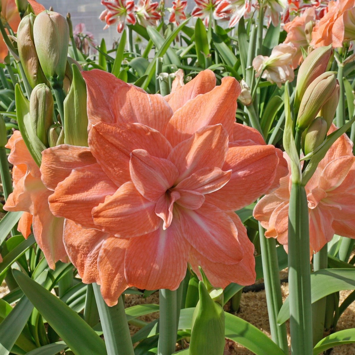 Amaryllis Flamingo Amadeus - roze amaryllis - Fluwel