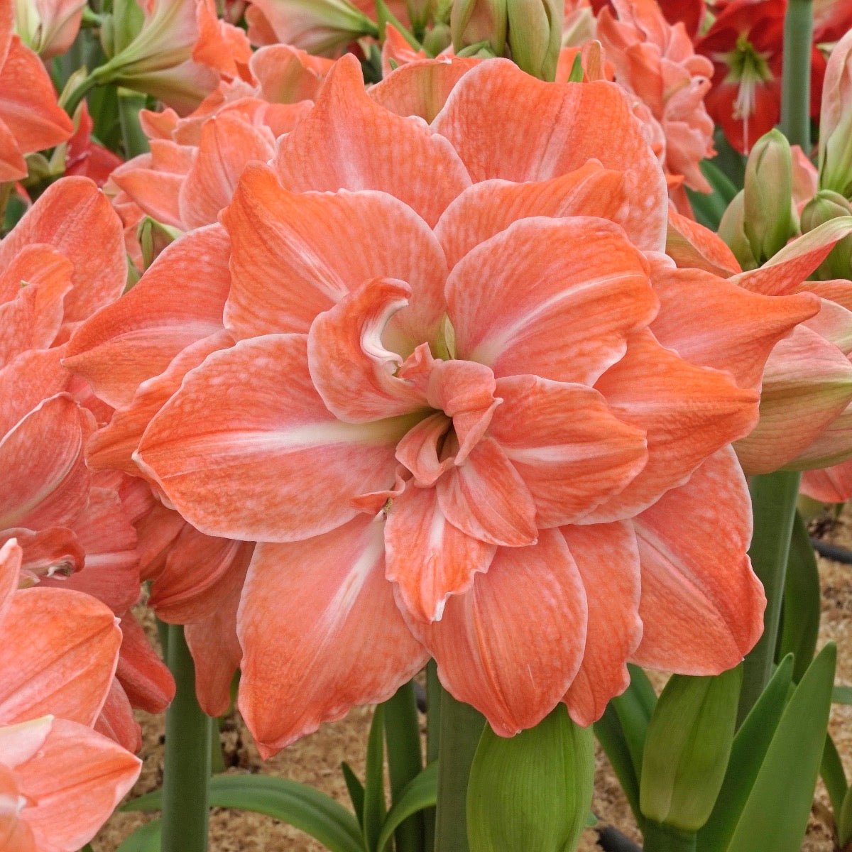 Amaryllis Flamingo Amadeus - roze amaryllis - Fluwel