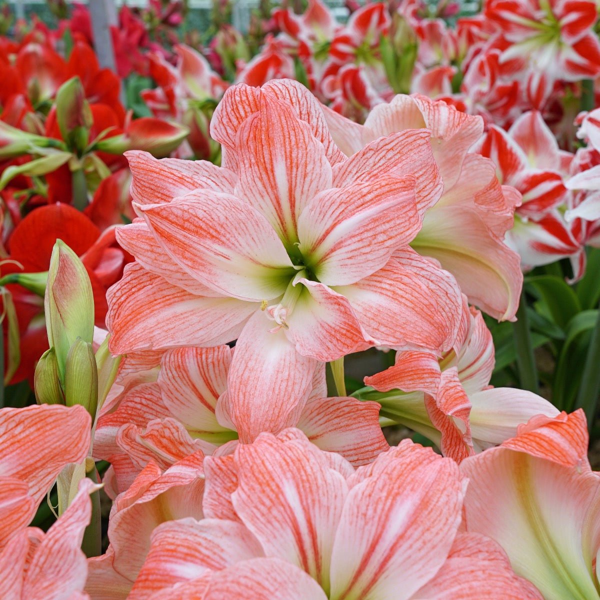Amaryllis Giant Amadeus - meerkleurige amaryllis - Fluwel