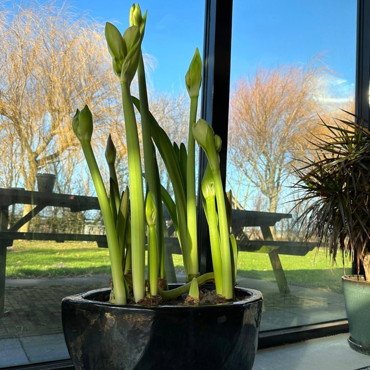 Amaryllis kransje - meerkleurige amaryllis - Fluwel