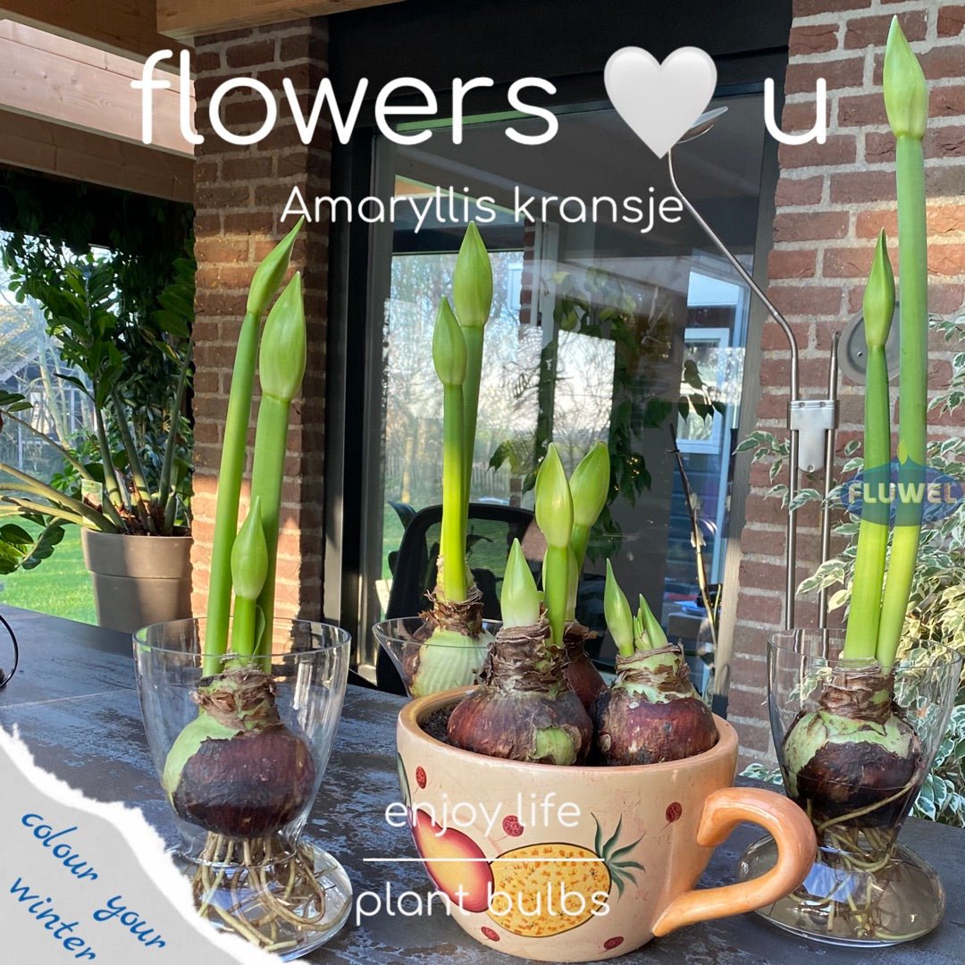 Amaryllis kransje - meerkleurige amaryllis - Fluwel