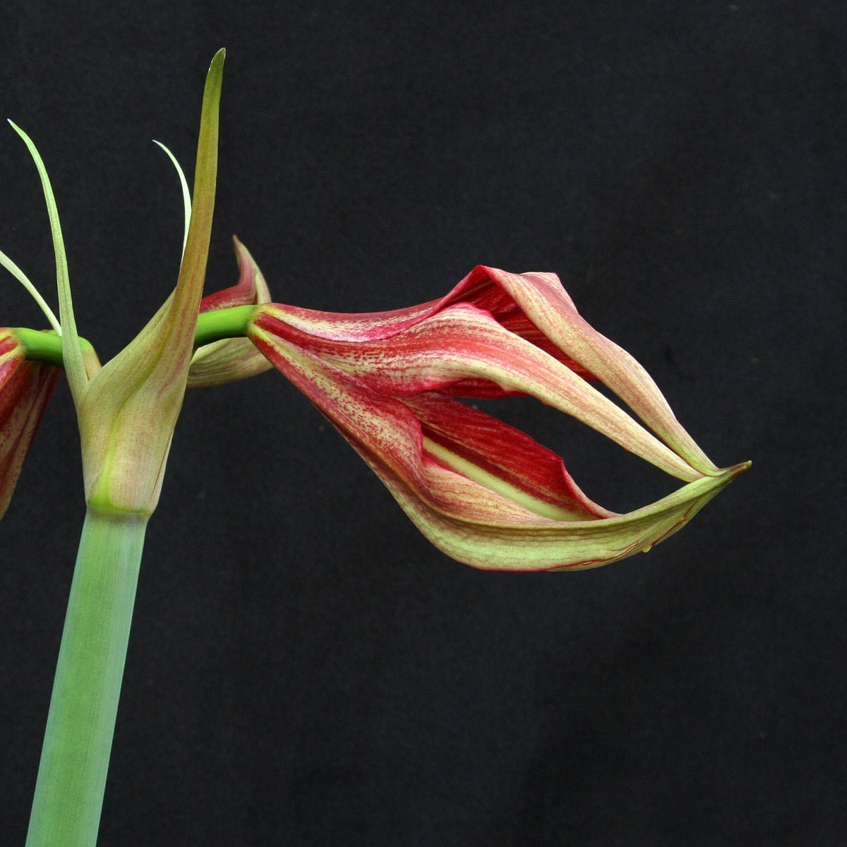 Amaryllis La Paz - meerkleurige amaryllis - Fluwel