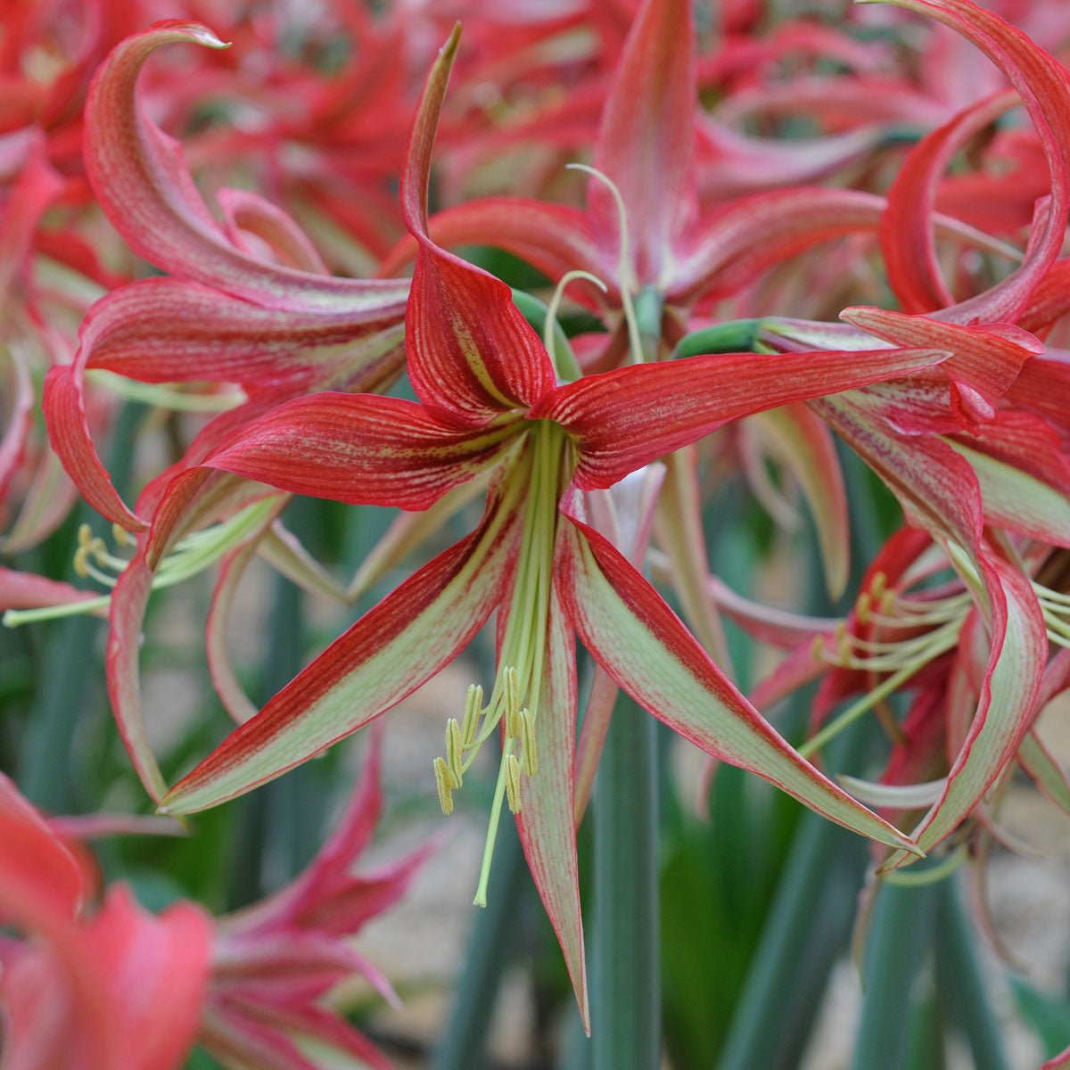 Amaryllis La Paz - meerkleurige amaryllis - Fluwel