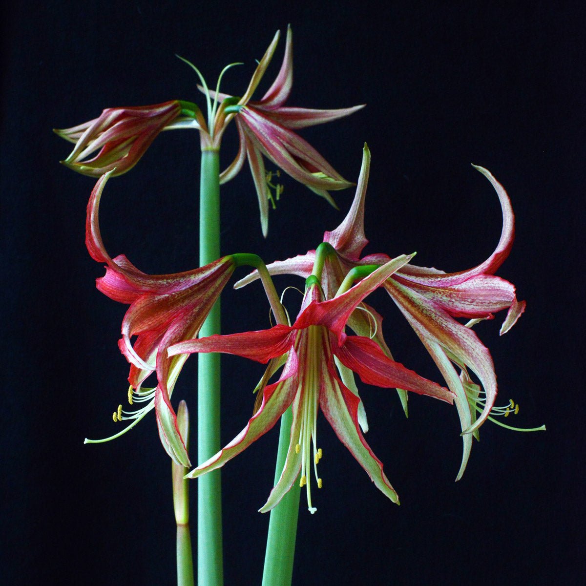 Amaryllis La Paz - meerkleurige amaryllis - Fluwel