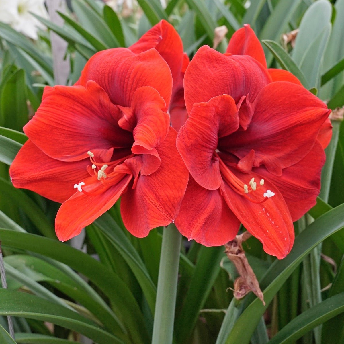 Amaryllis Lion King - Amaryllis - Fluwel