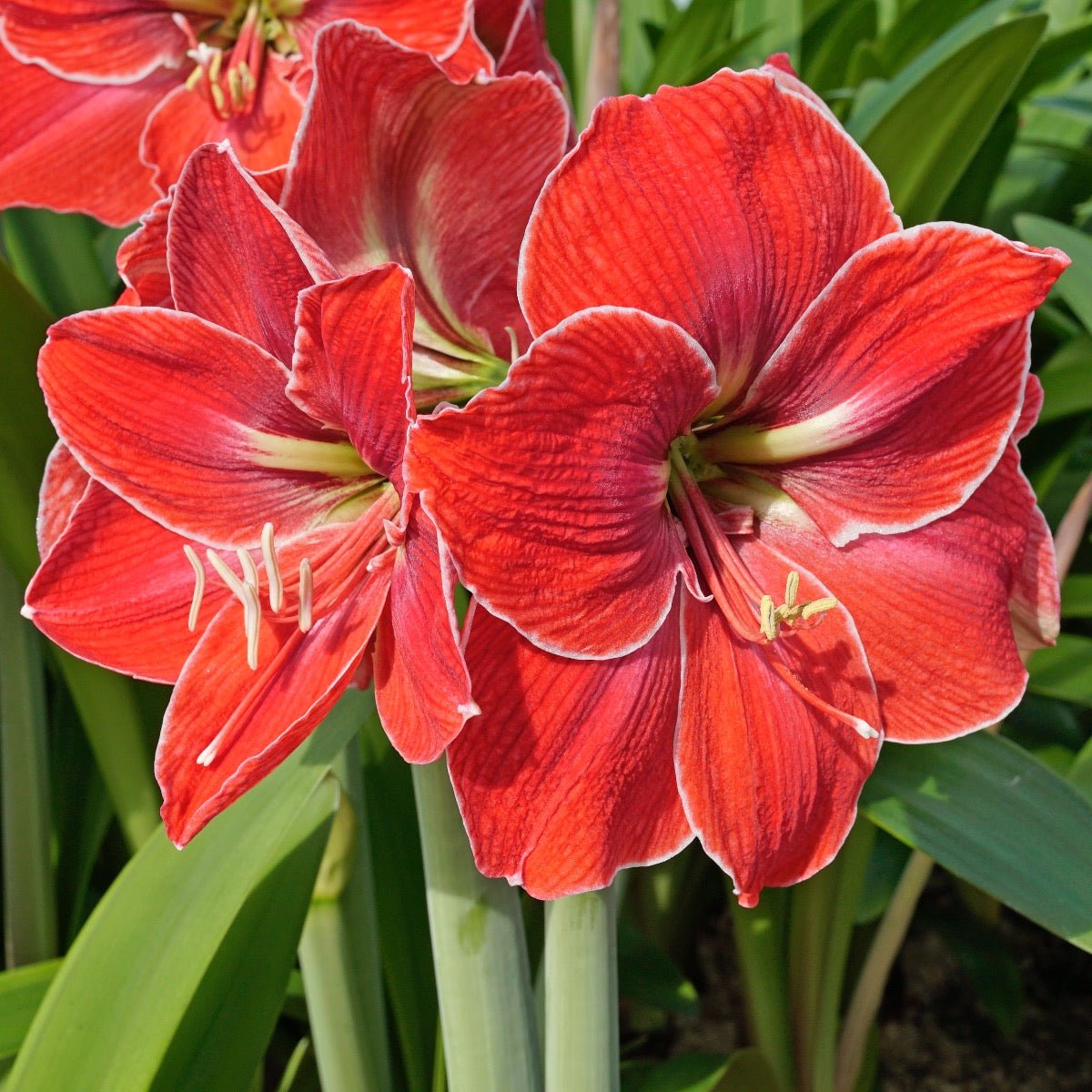Amaryllis Magical Touch - rode amaryllis - Fluwel