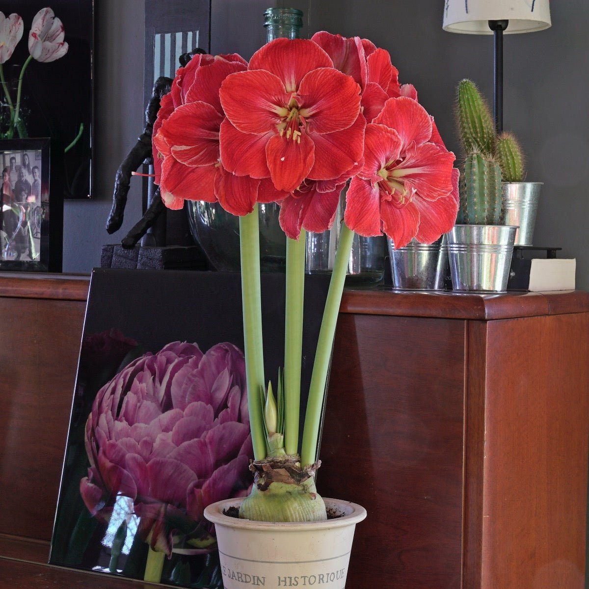 Amaryllis Magical Touch - rode amaryllis - Fluwel