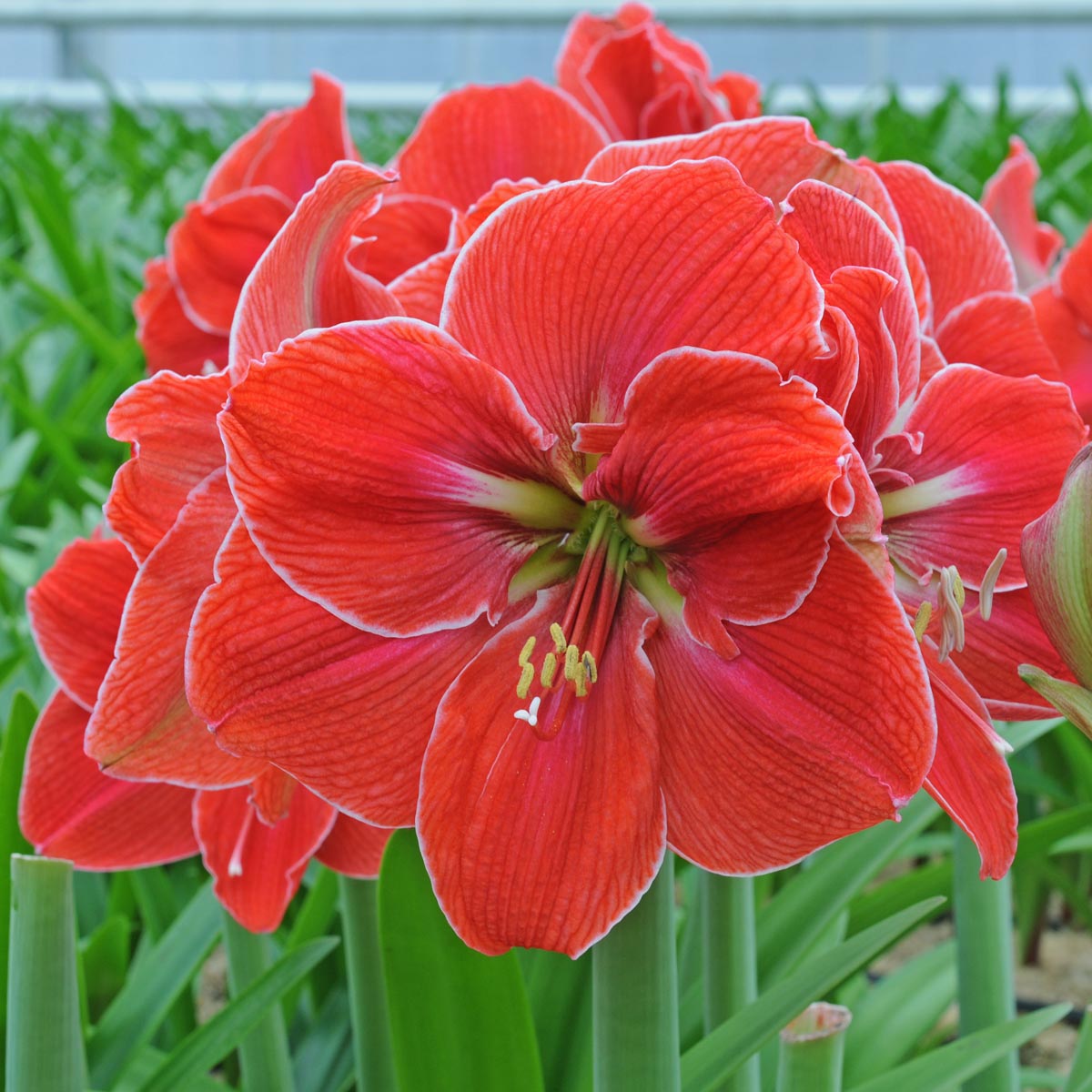 Amaryllis Magical Touch - rode amaryllis - Fluwel