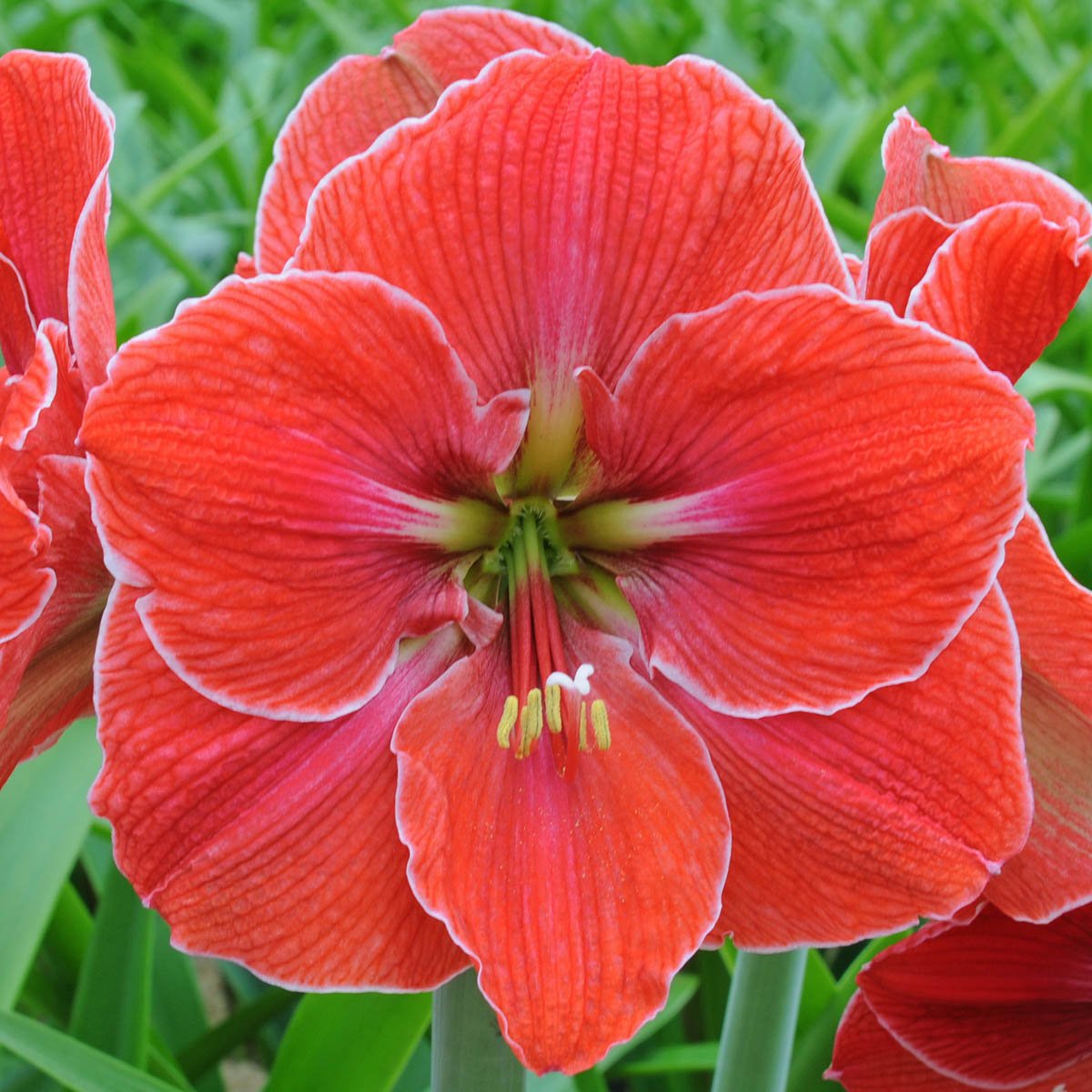 Amaryllis Magical Touch - rode amaryllis - Fluwel
