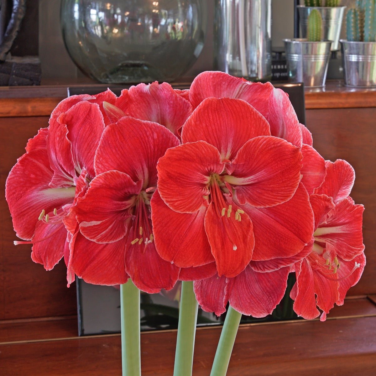 Amaryllis Magical Touch - rode amaryllis - Fluwel