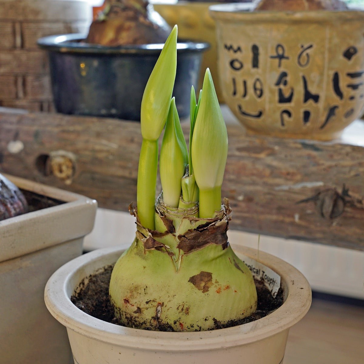 Amaryllis Magical Touch - rode amaryllis - Fluwel