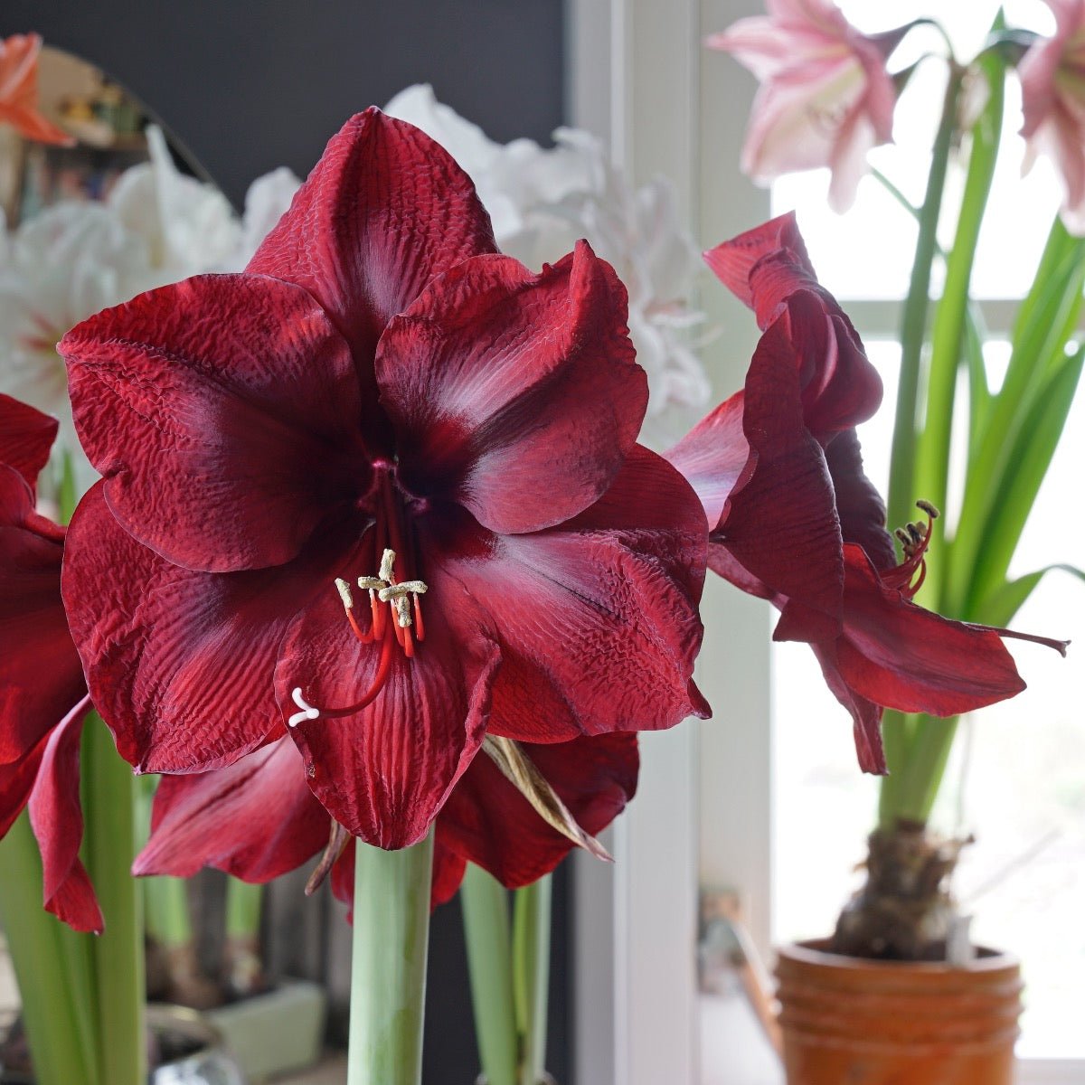 Amaryllis Mandela - rode amaryllis - Fluwel