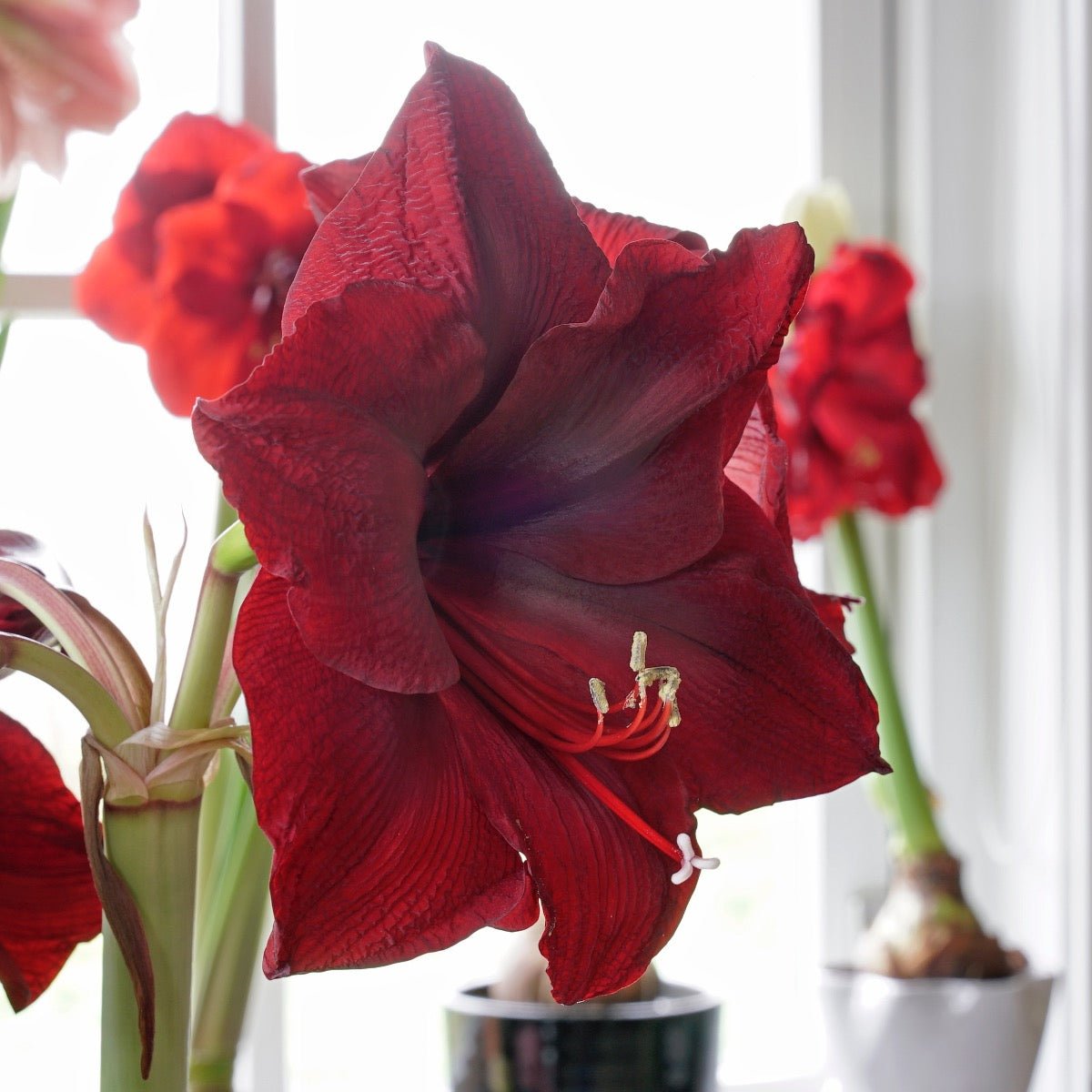 Amaryllis Mandela - rode amaryllis - Fluwel