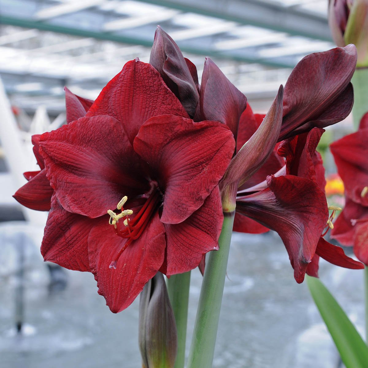 Amaryllis Mandela - rode amaryllis - Fluwel