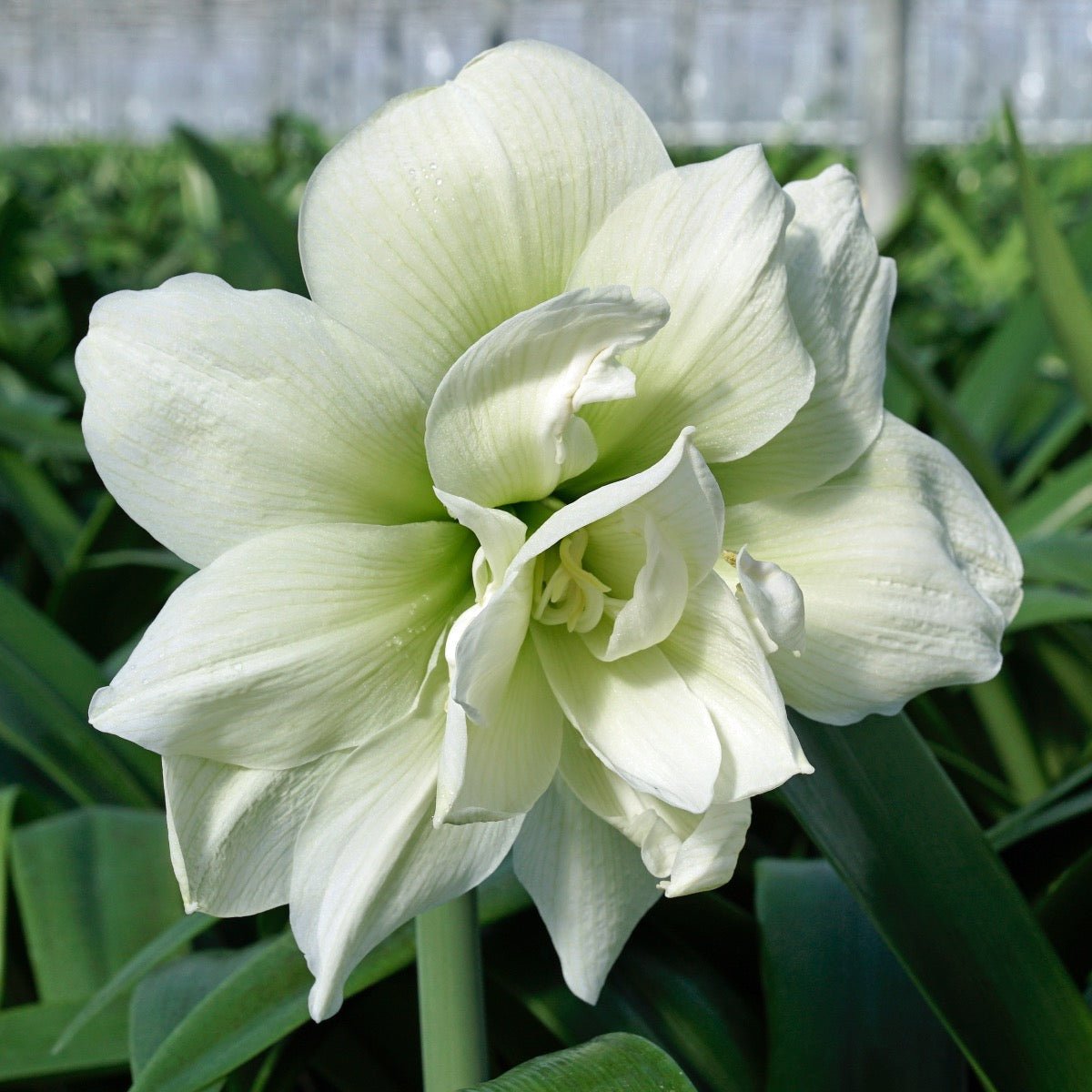 Amaryllis Marilyn - witte amaryllis - Fluwel