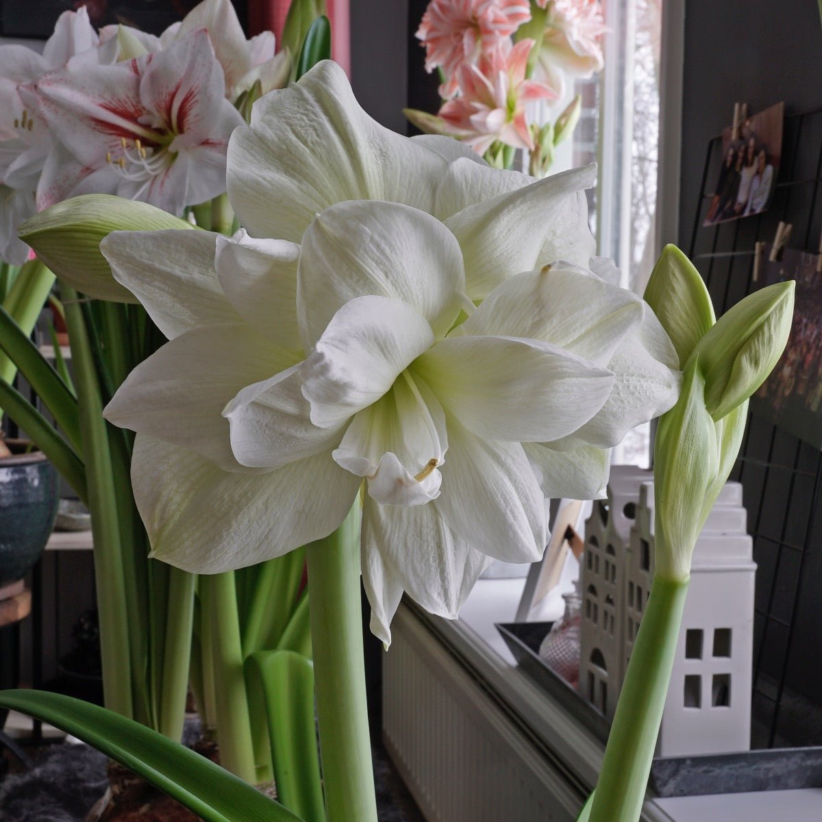 Amaryllis Marilyn - witte amaryllis - Fluwel