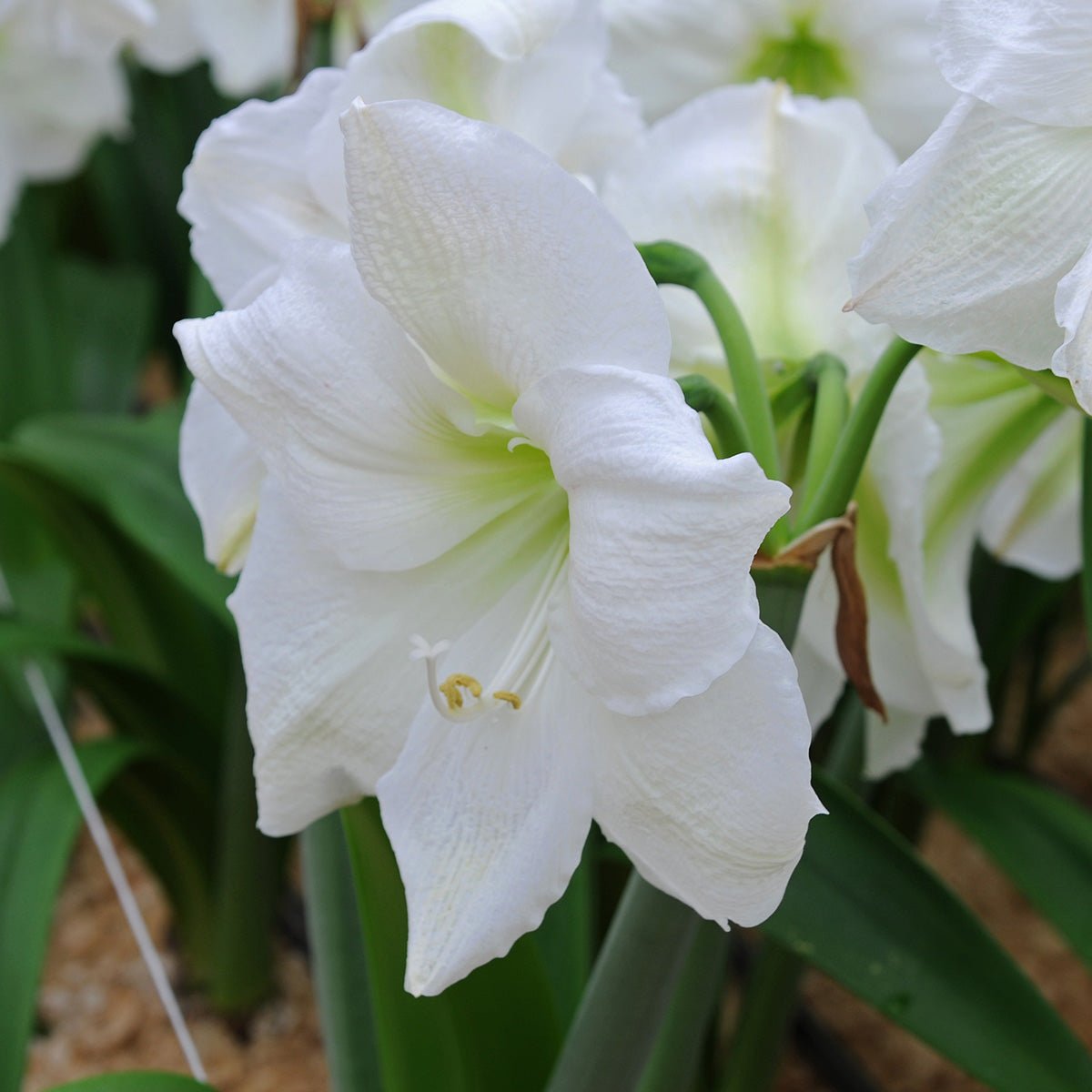 Amaryllis Moscow - Amaryllis - Fluwel