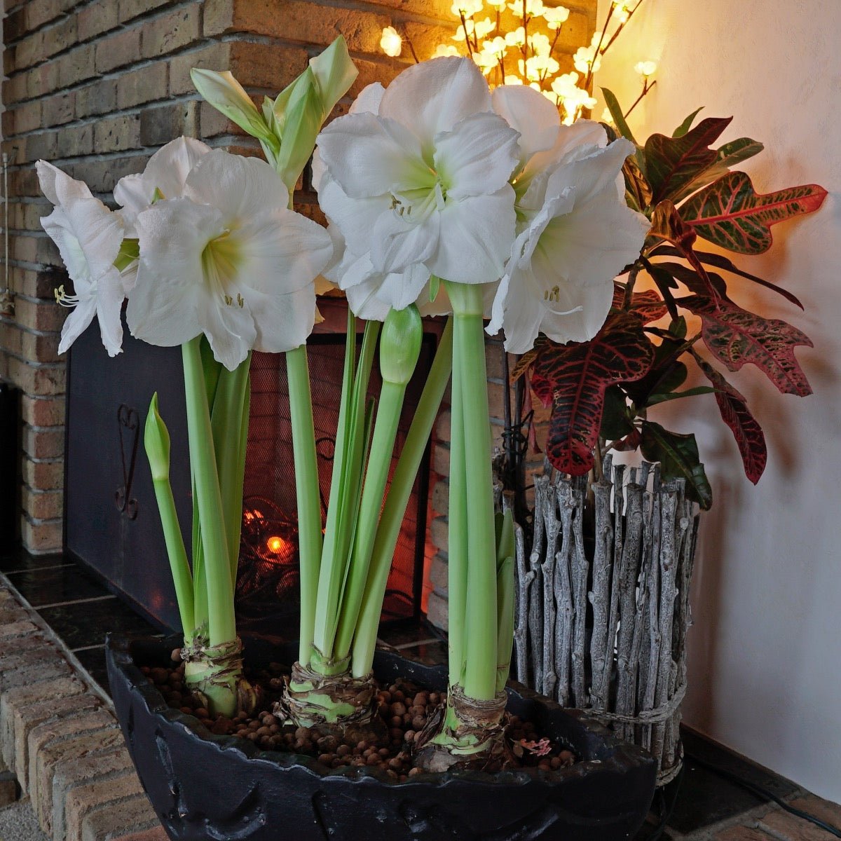Amaryllis Moscow - witte amaryllis - Fluwel