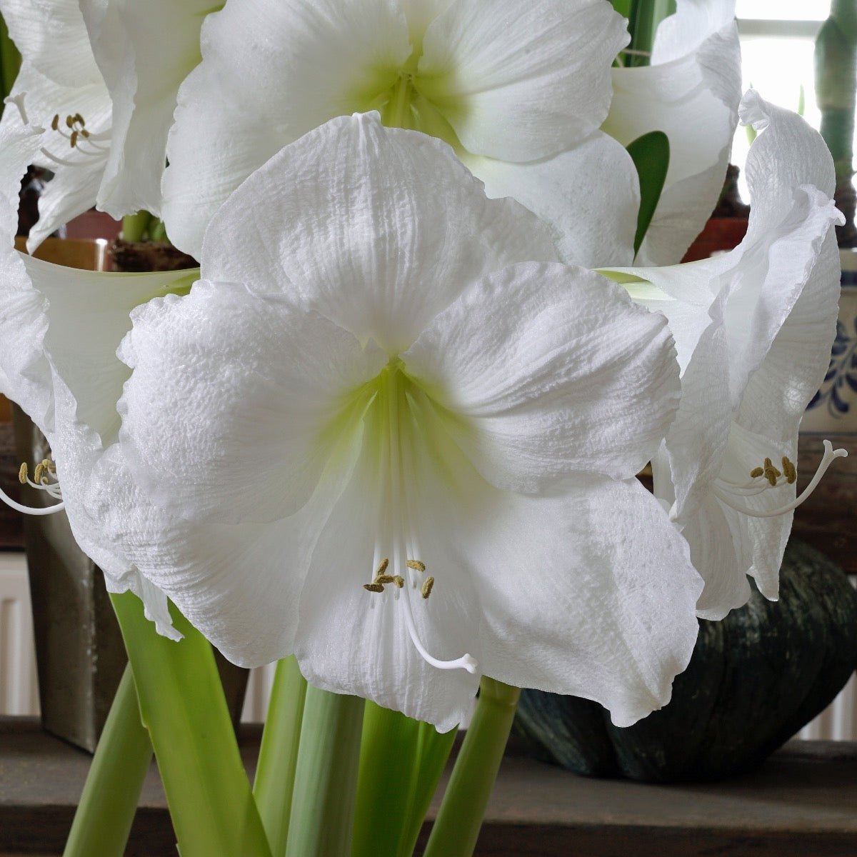 Amaryllis Moscow - witte amaryllis - Fluwel